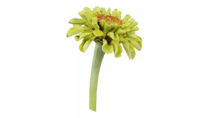 Elegant Zinnia Green