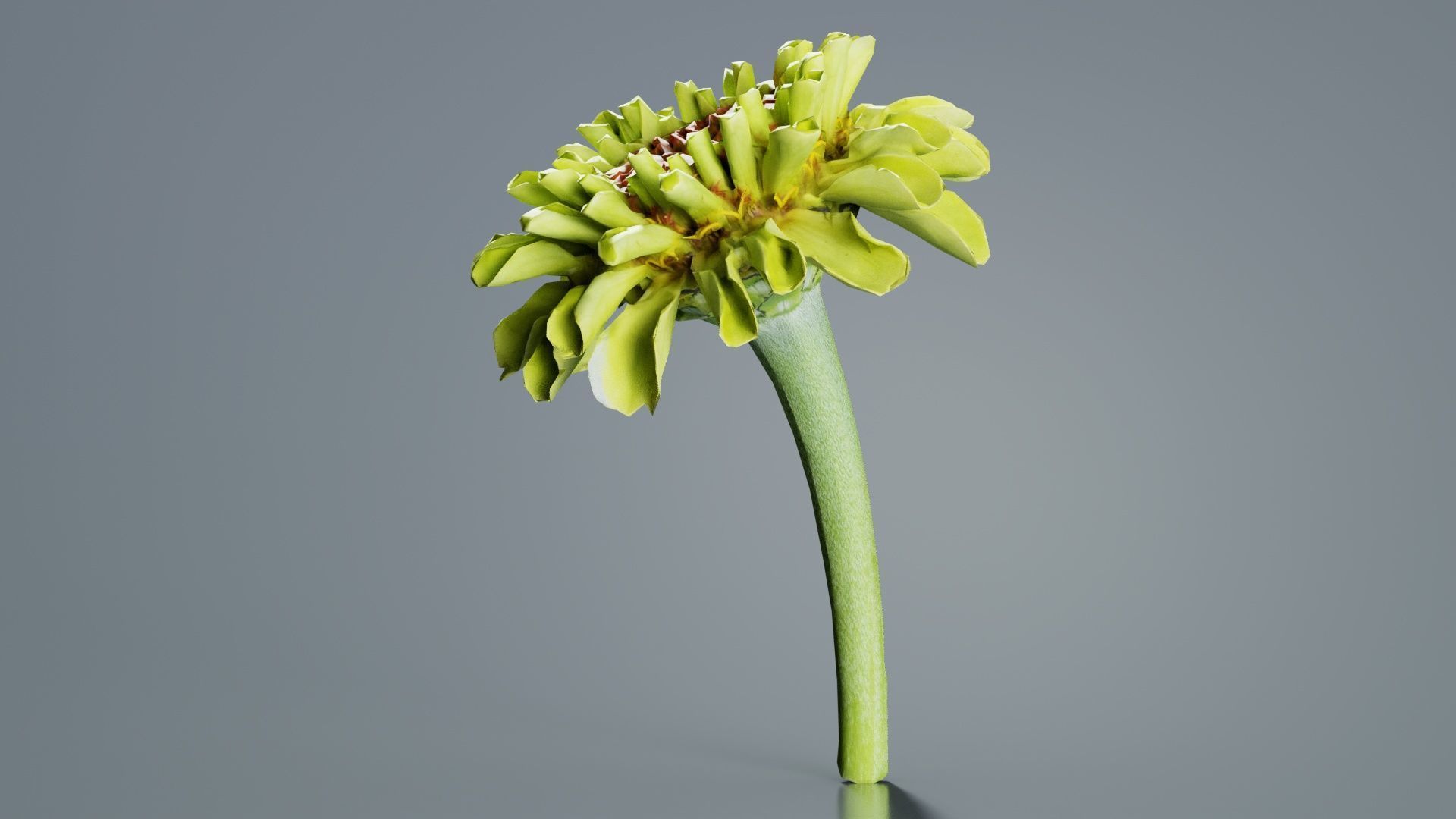 Elegant Zinnia Green Low-poly 3D model_8