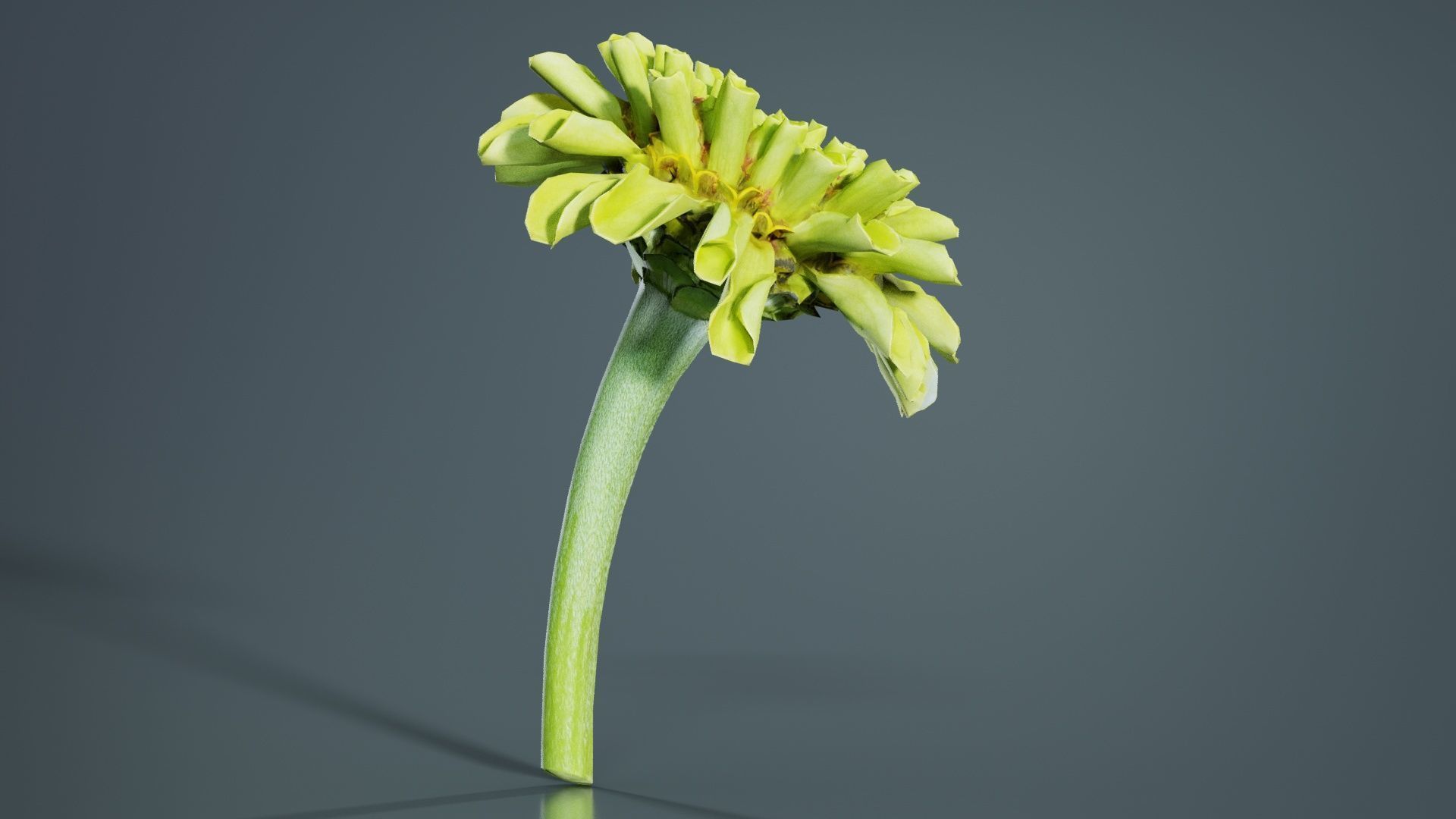 Elegant Zinnia Green Low-poly 3D model_7