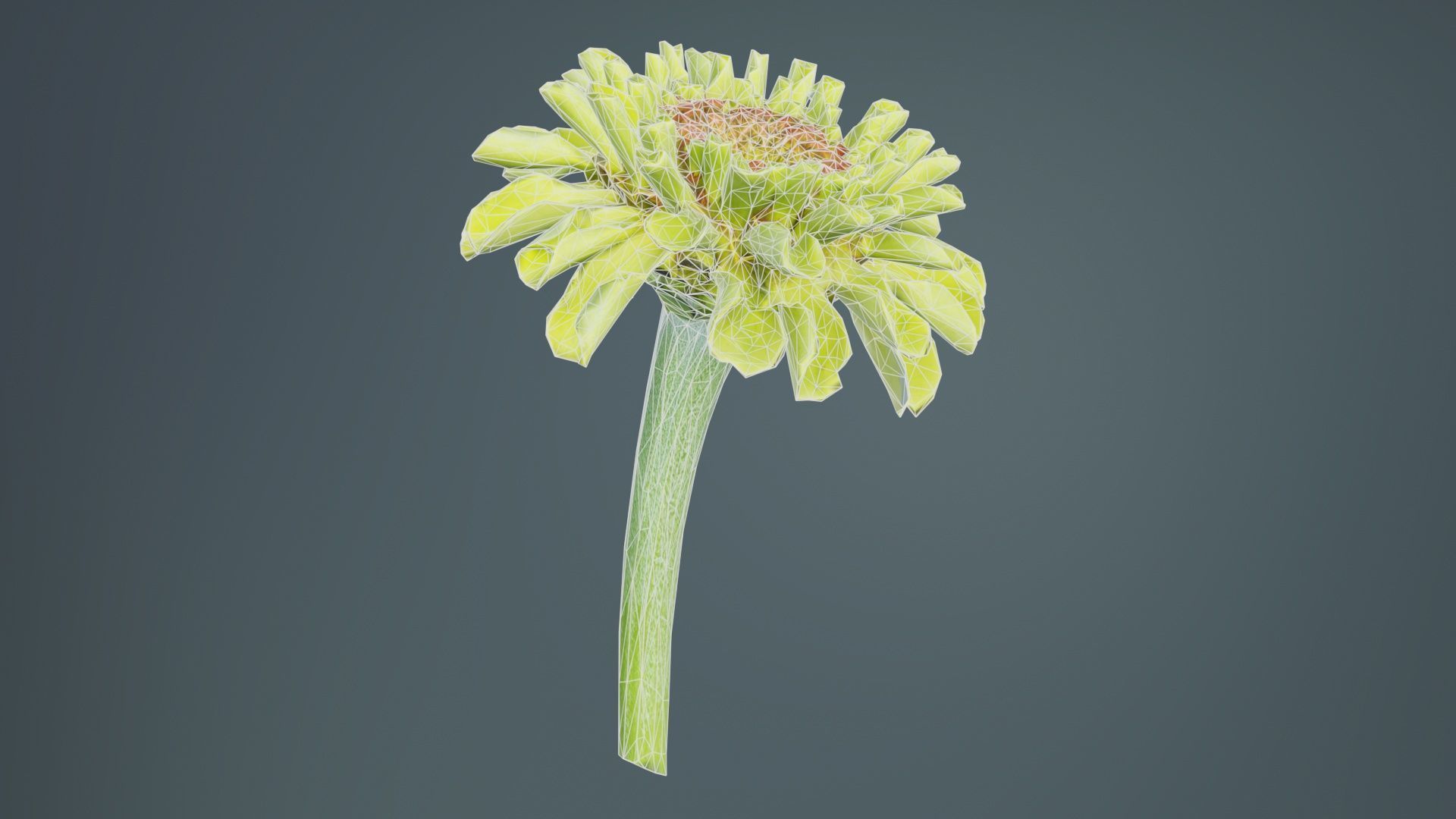 Elegant Zinnia Green Low-poly 3D model_9