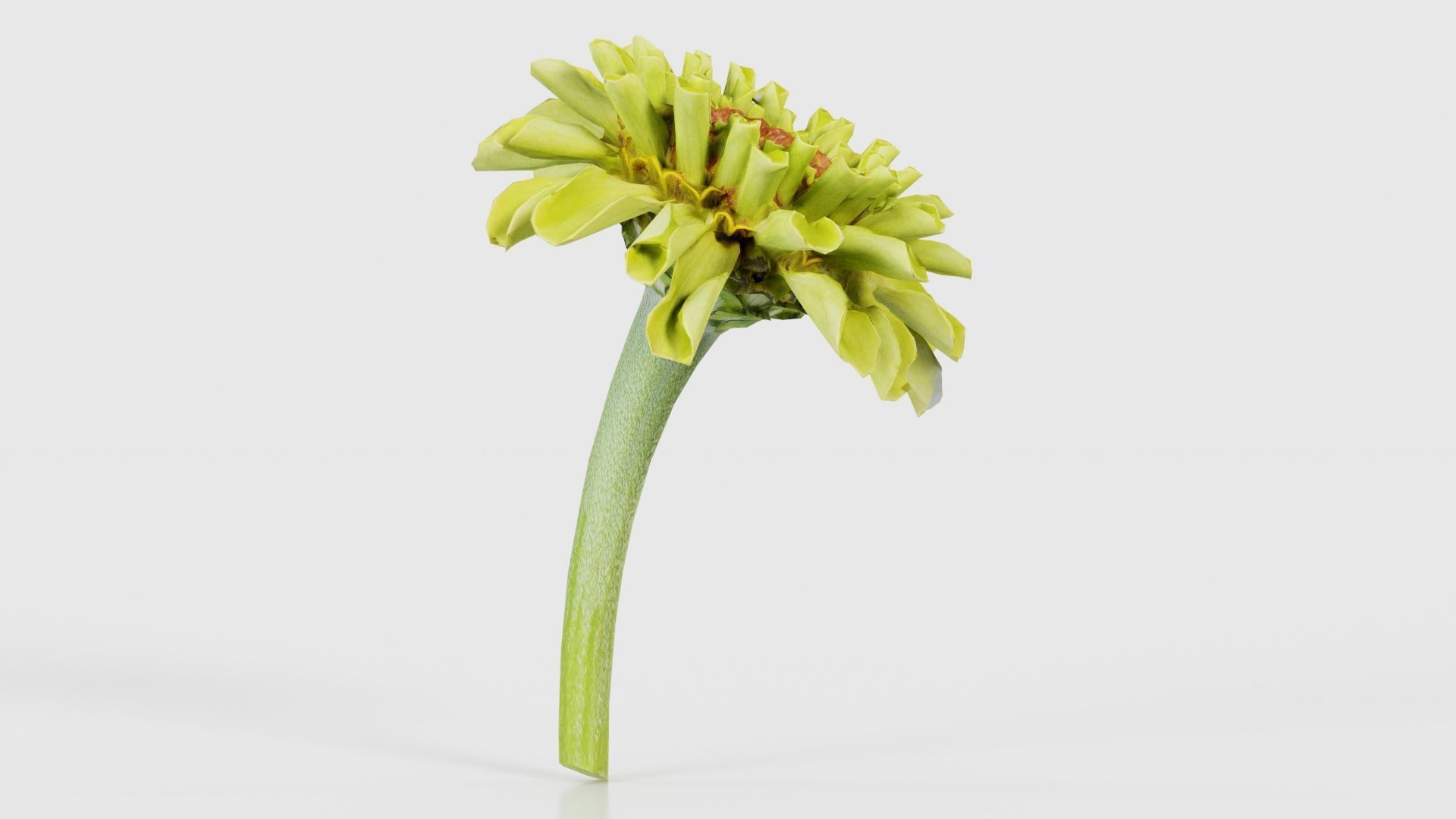 Elegant Zinnia Green Low-poly 3D model_16