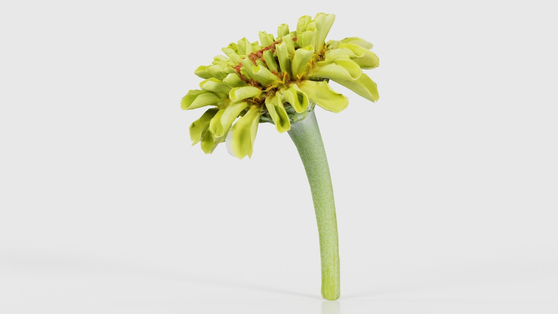 Elegant Zinnia Green Low-poly 3D model_24