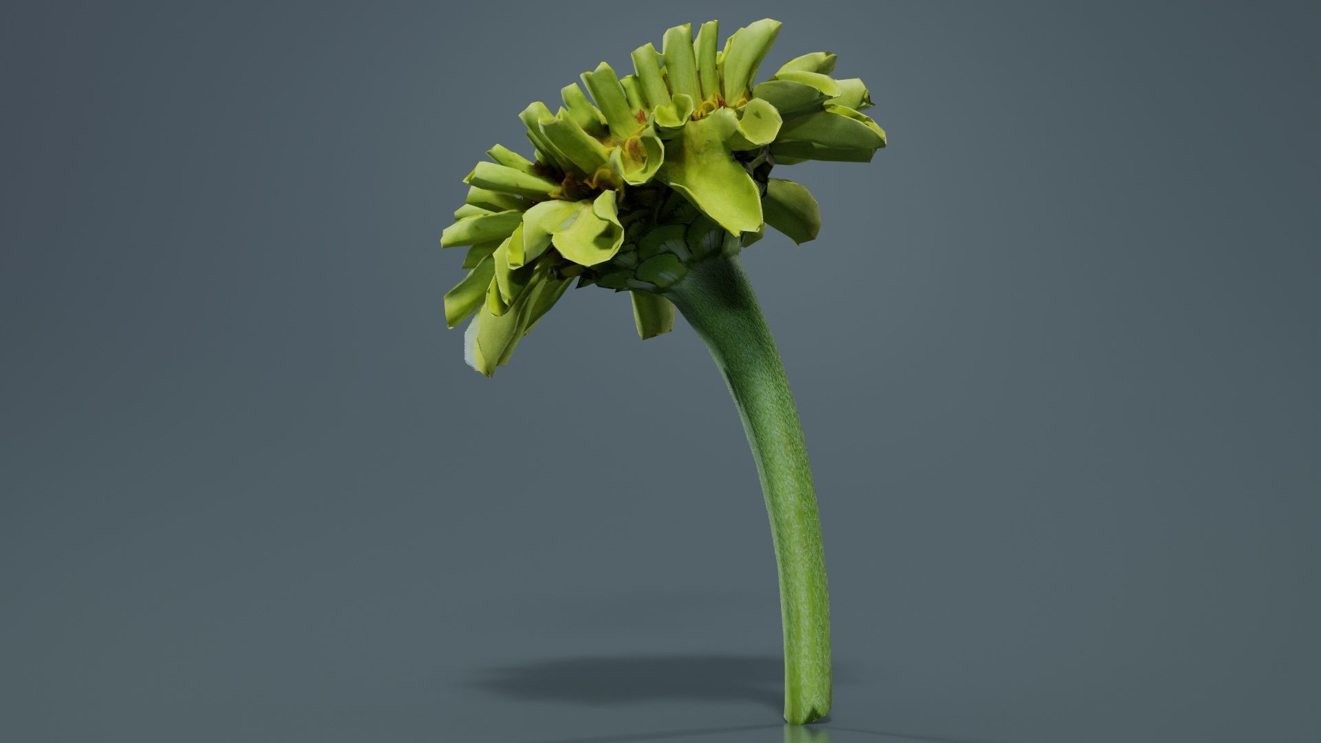Elegant Zinnia Green Low-poly 3D model_4