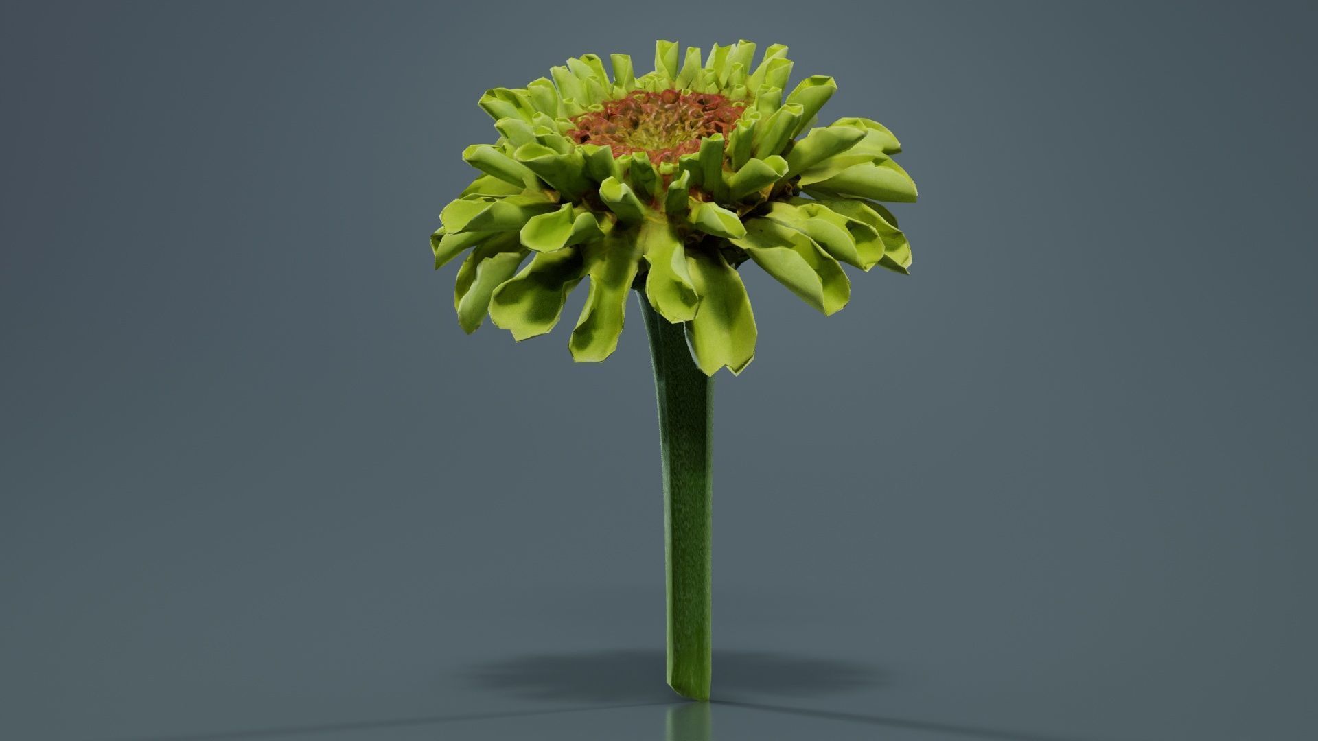Elegant Zinnia Green Low-poly 3D model_6