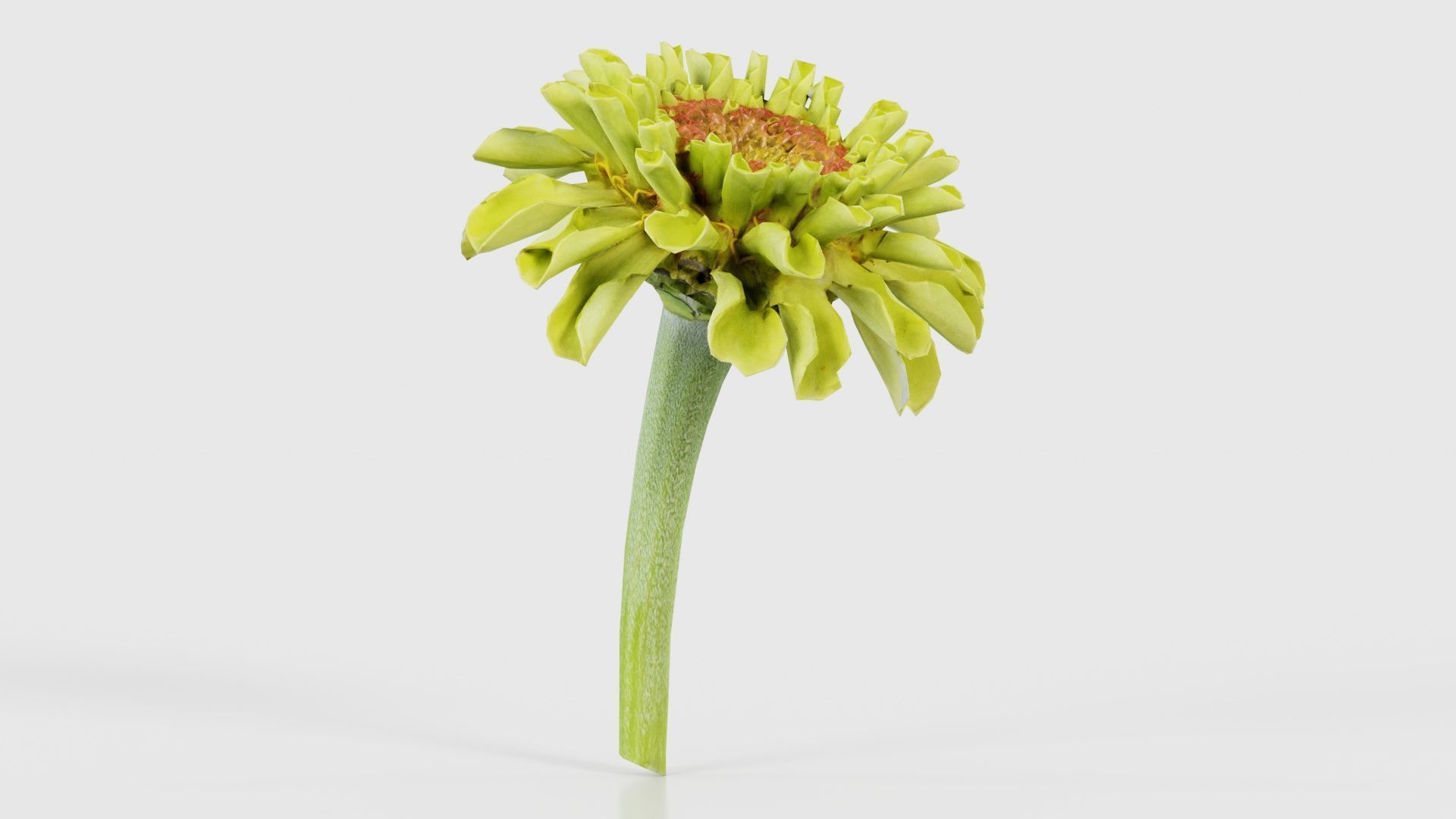 Elegant Zinnia Green Low-poly 3D model_15