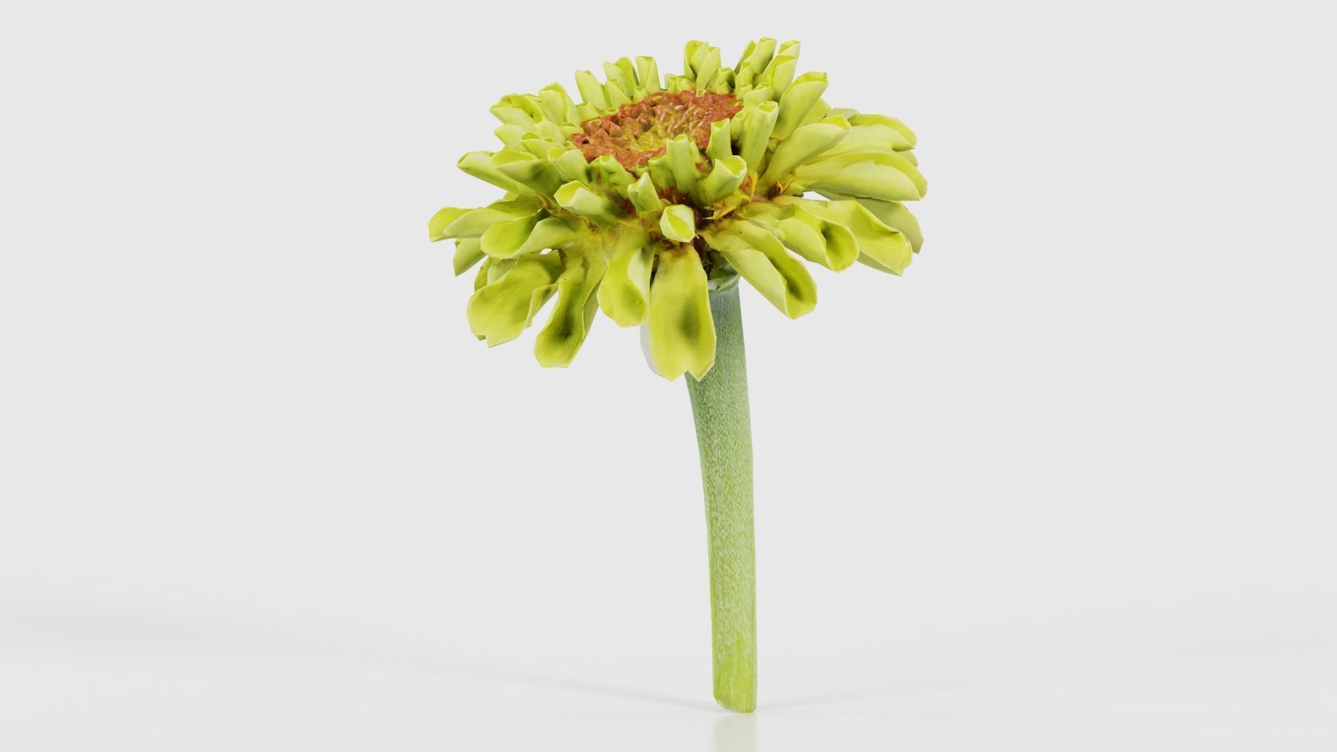 Elegant Zinnia Green Low-poly 3D model_25