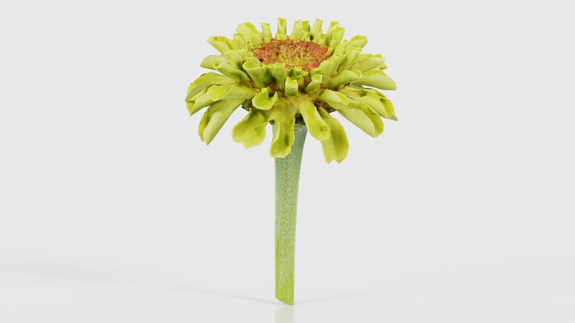 Elegant Zinnia Green Low-poly 3D model_26