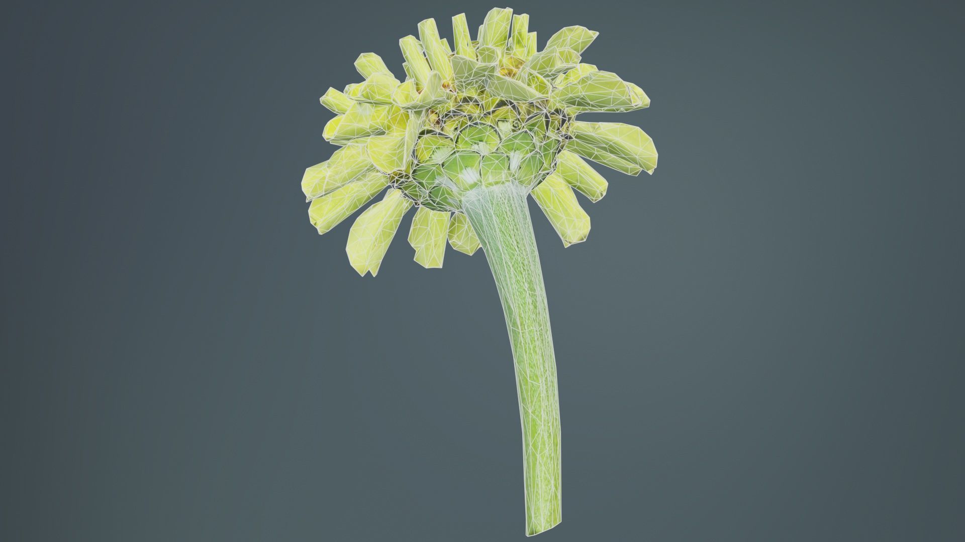 Elegant Zinnia Green Low-poly 3D model_10