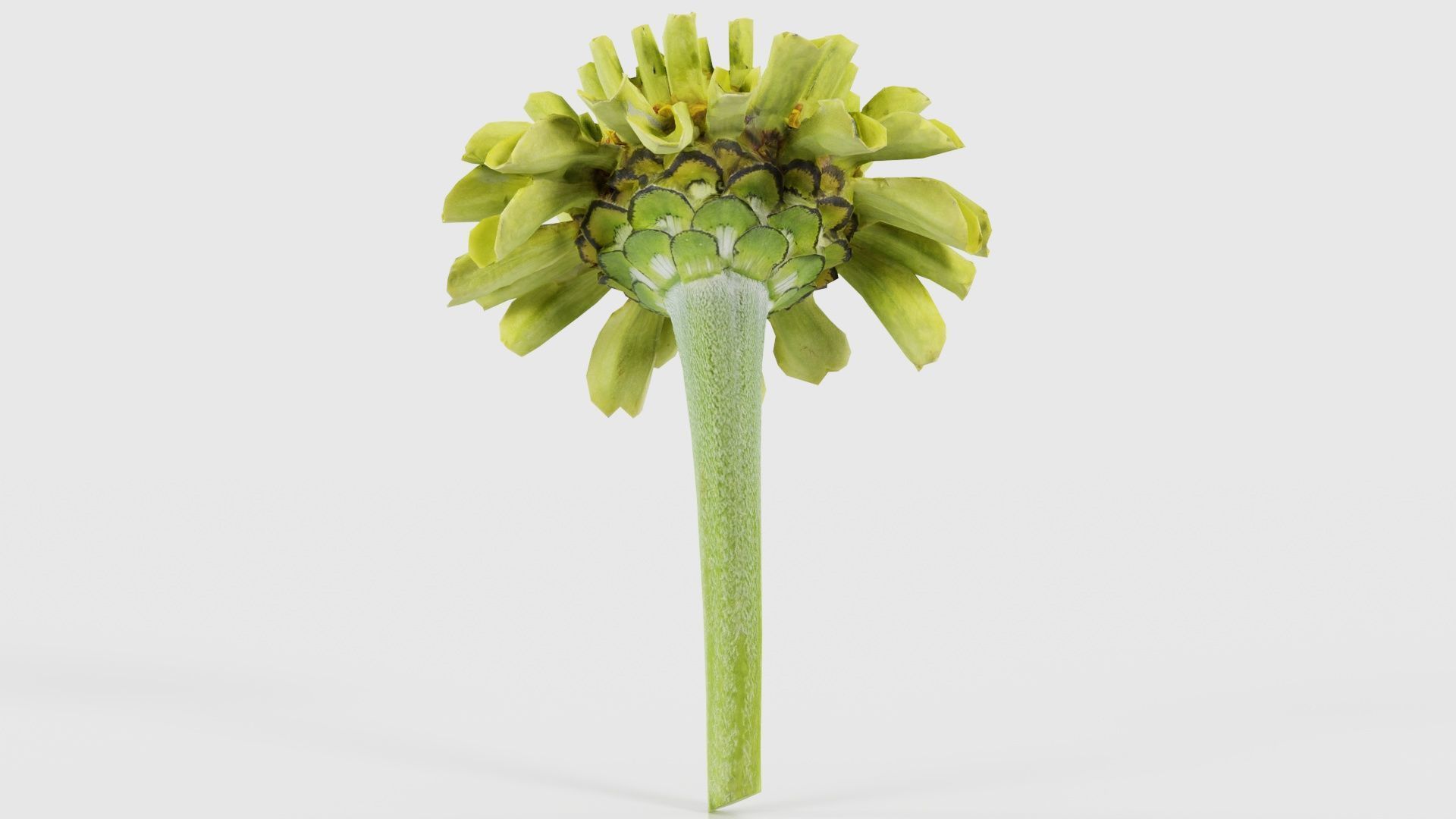 Elegant Zinnia Green Low-poly 3D model_20