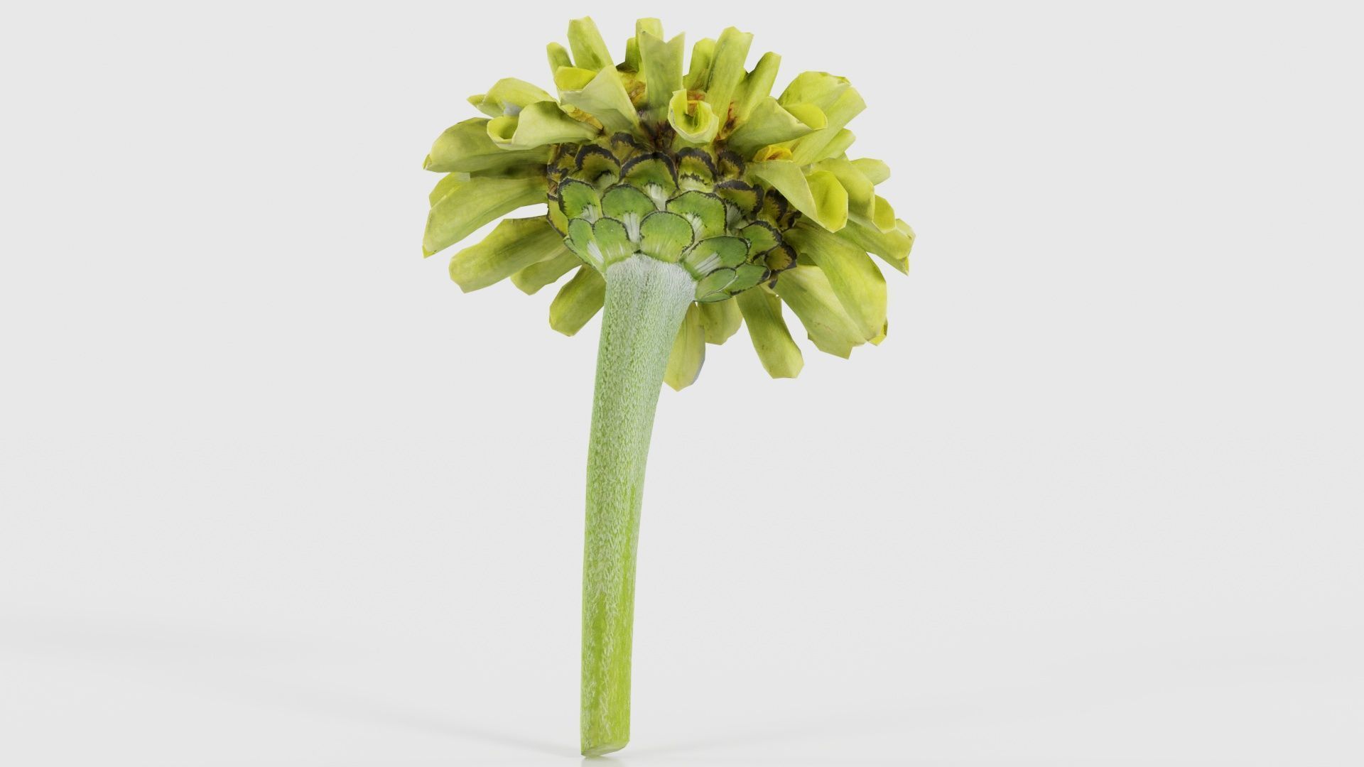 Elegant Zinnia Green Low-poly 3D model_19