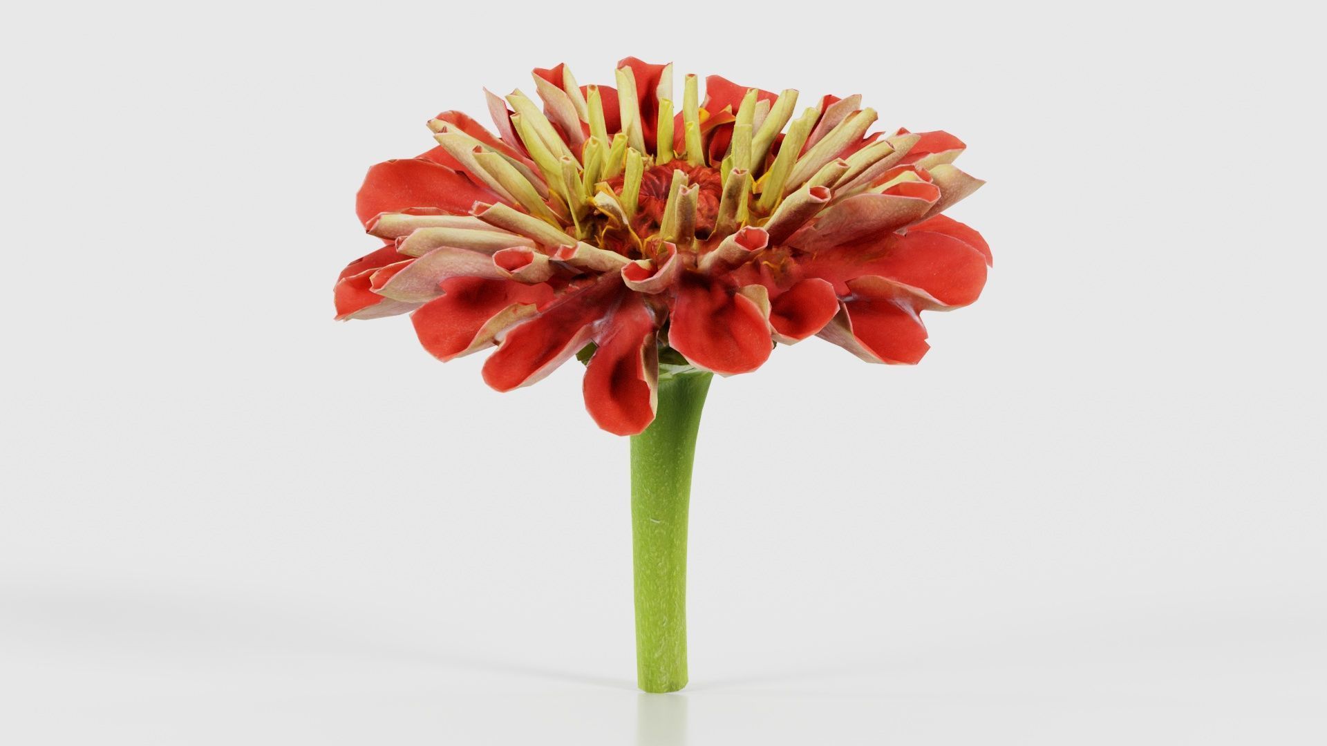 Elegant Zinnia Red Low-poly 3D model_15