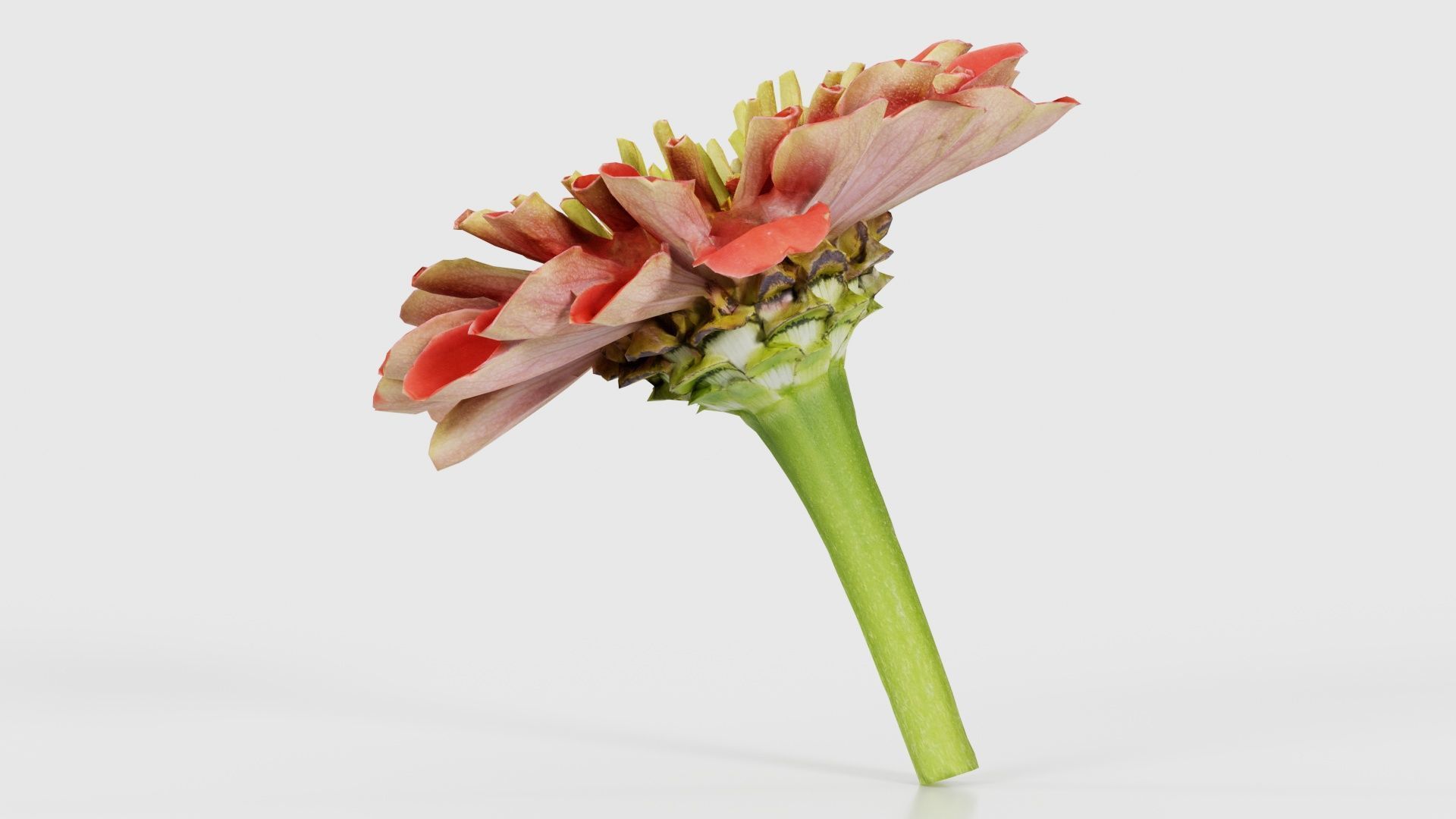 Elegant Zinnia Red Low-poly 3D model_24