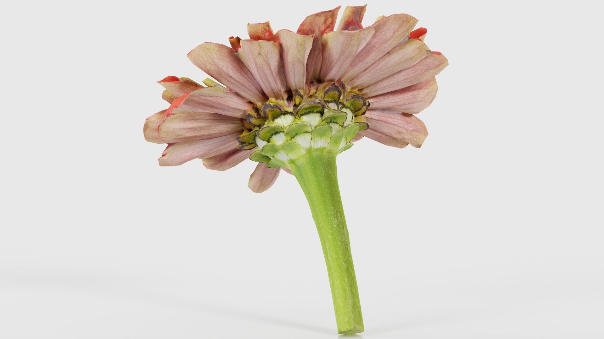 Elegant Zinnia Red Low-poly 3D model_22