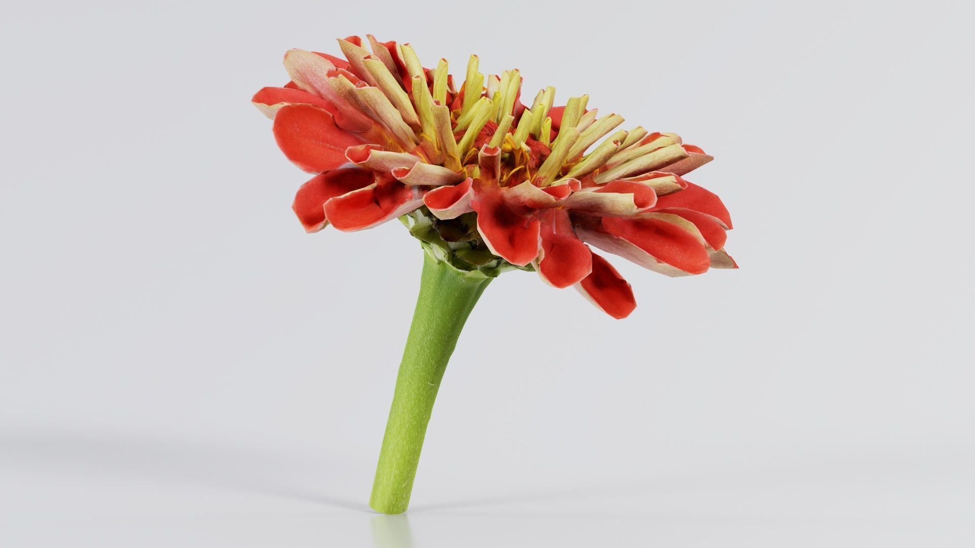 Elegant Zinnia Red Low-poly 3D model_8