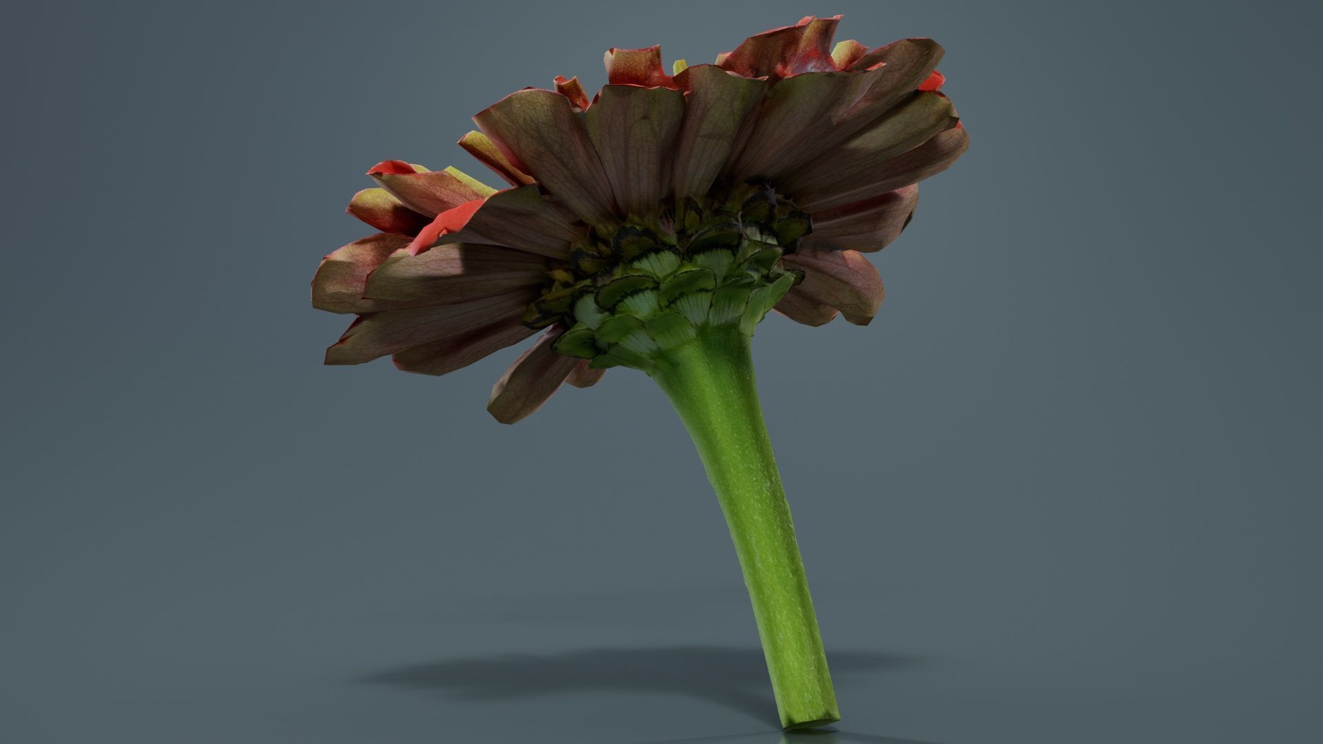 Elegant Zinnia Red Low-poly 3D model_3