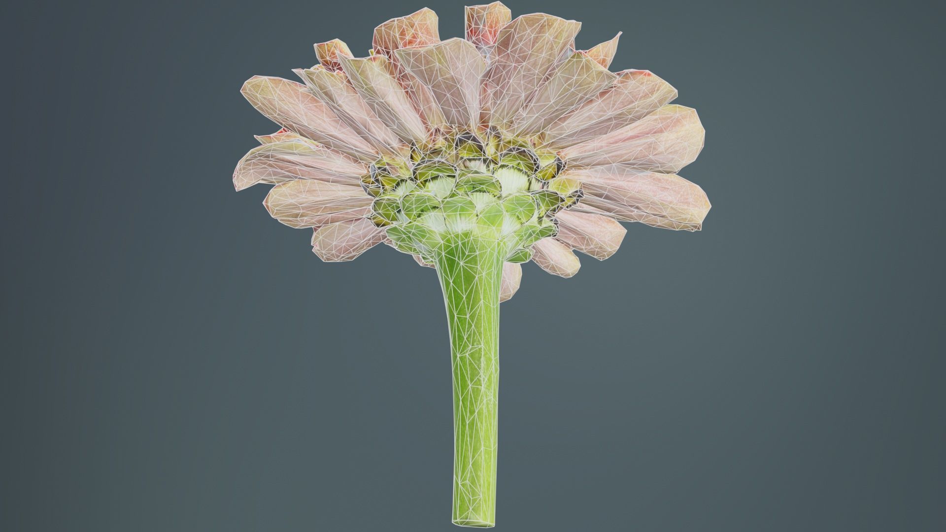 Elegant Zinnia Red Low-poly 3D model_10