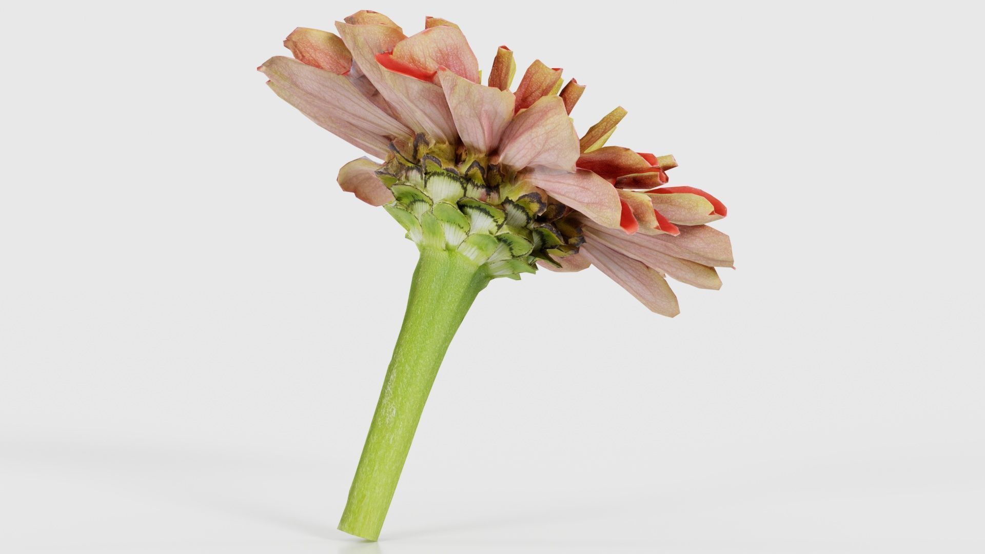 Elegant Zinnia Red Low-poly 3D model_19