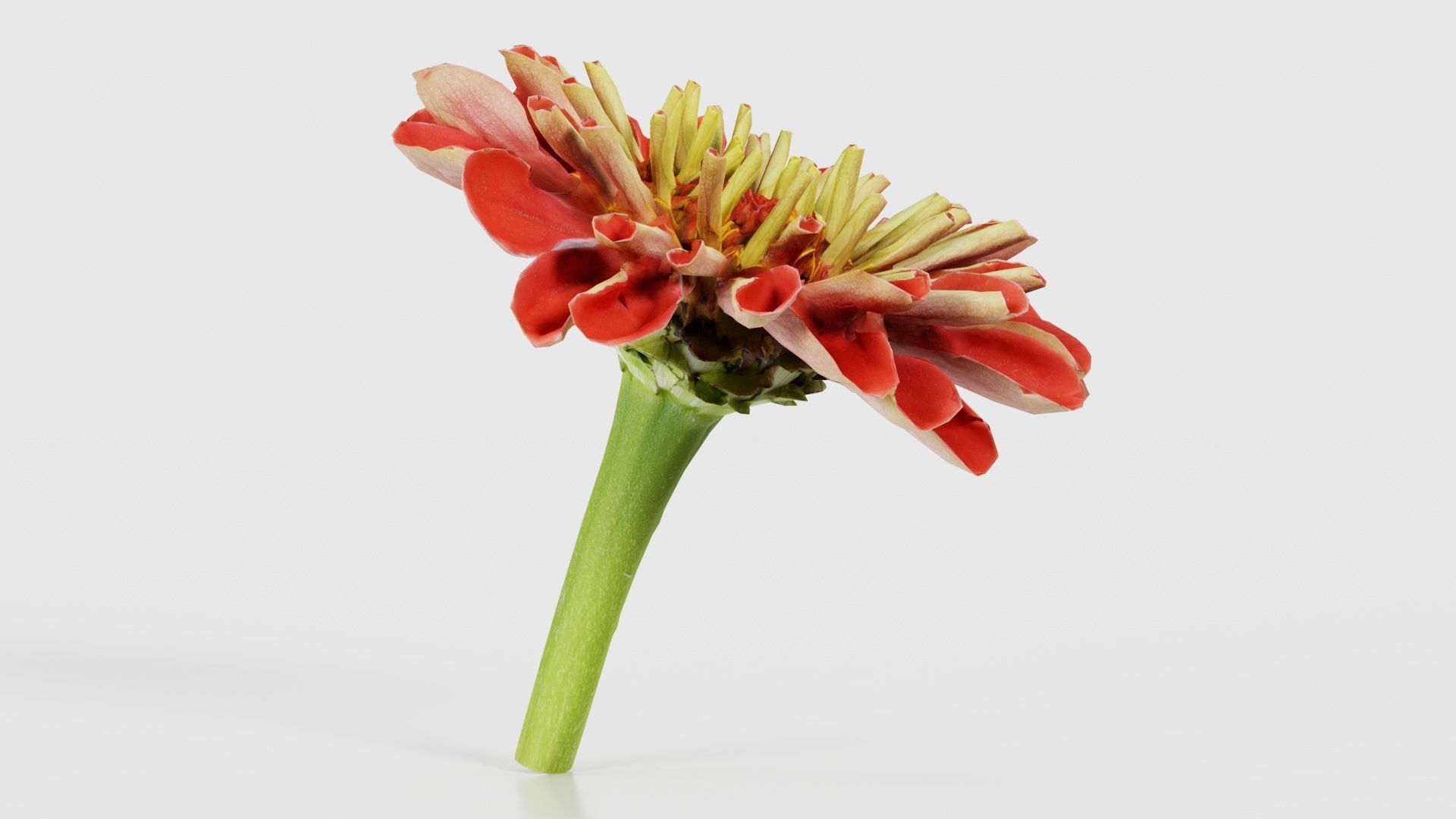 Elegant Zinnia Red Low-poly 3D model_17