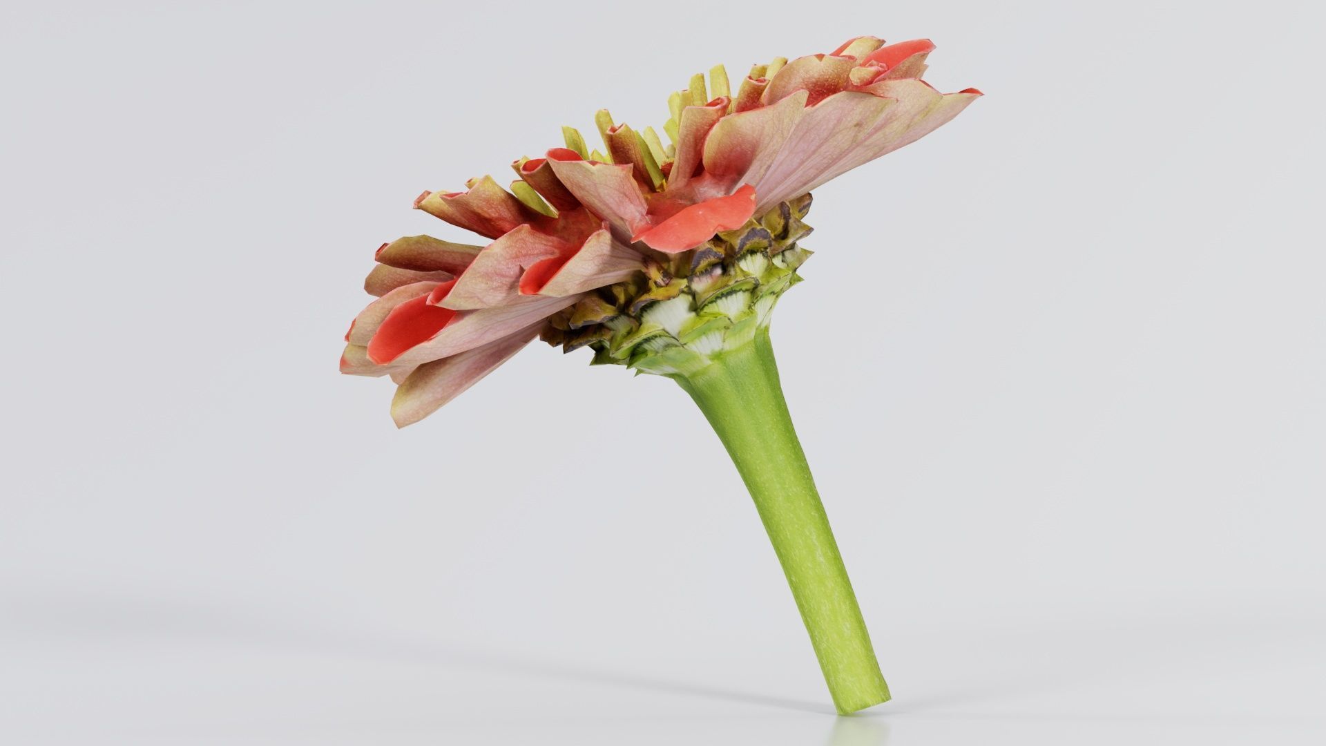 Elegant Zinnia Red Low-poly 3D model_2