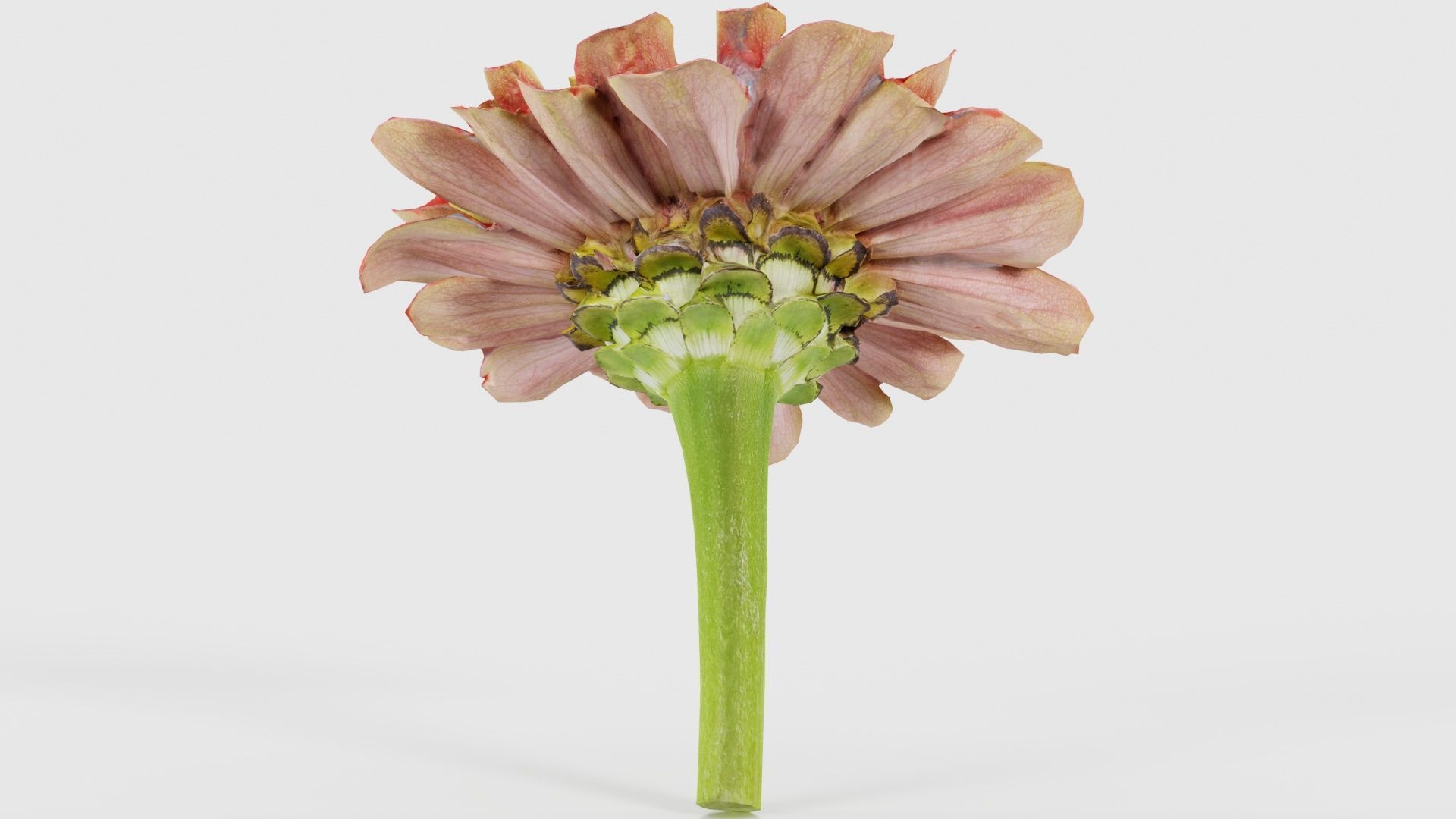 Elegant Zinnia Red Low-poly 3D model_21