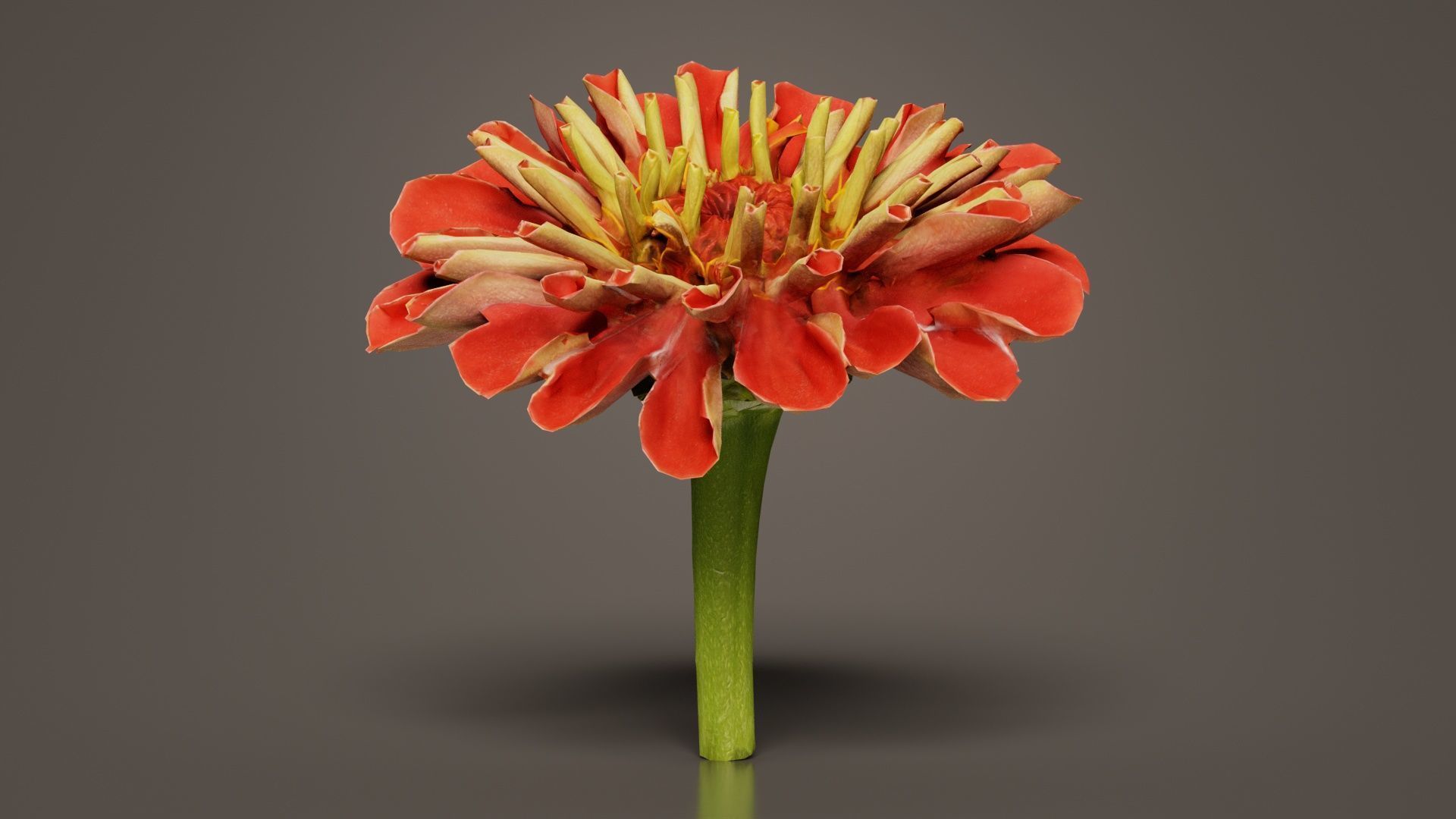 Elegant Zinnia Red Low-poly 3D model_1
