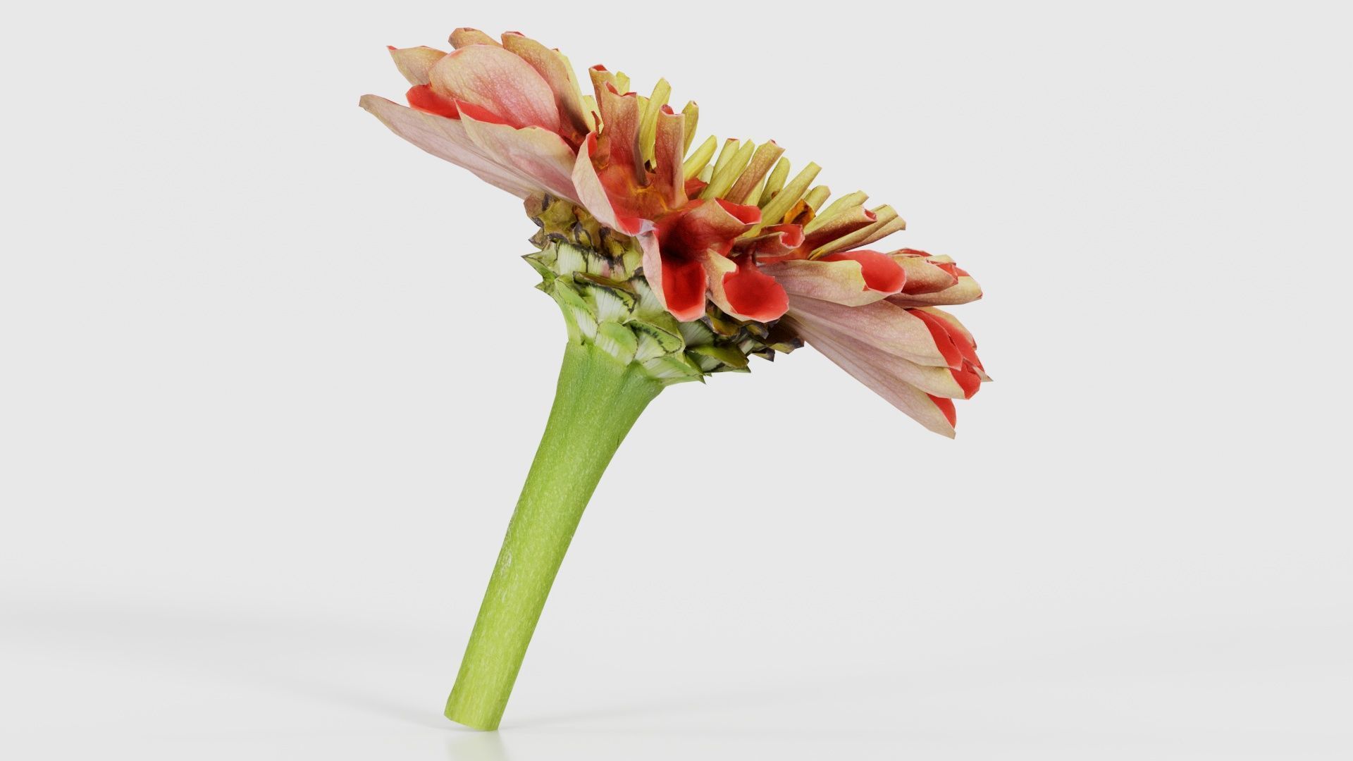 Elegant Zinnia Red Low-poly 3D model_18