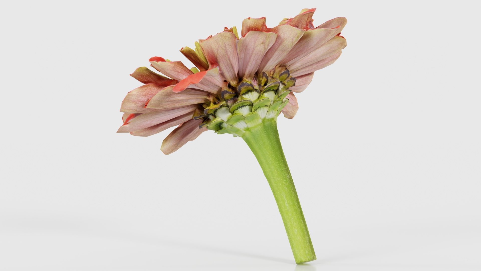 Elegant Zinnia Red Low-poly 3D model_23