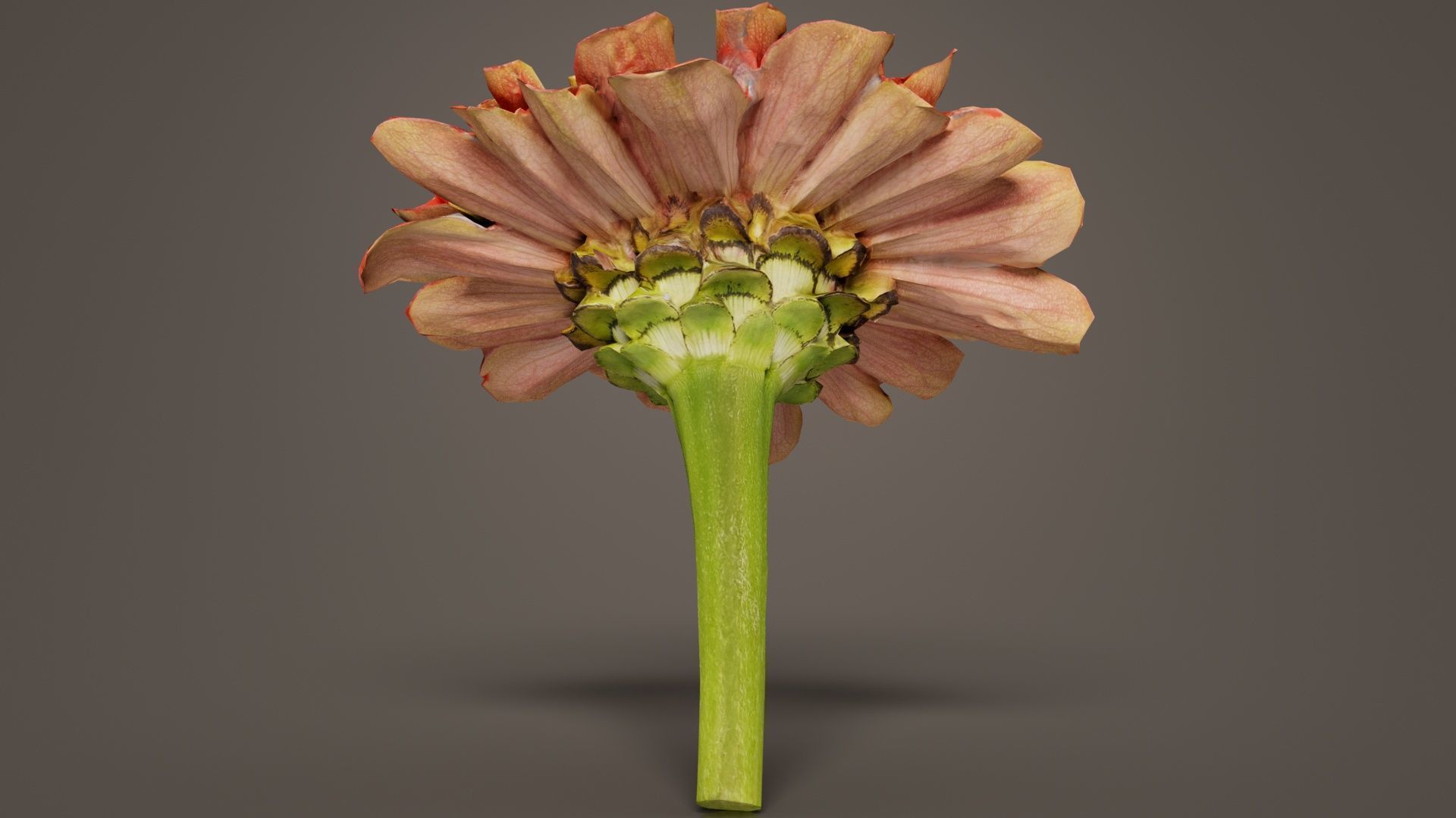 Elegant Zinnia Red Low-poly 3D model_7