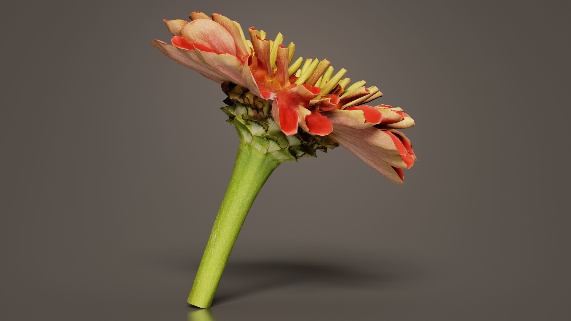 Elegant Zinnia Red Low-poly 3D model_5