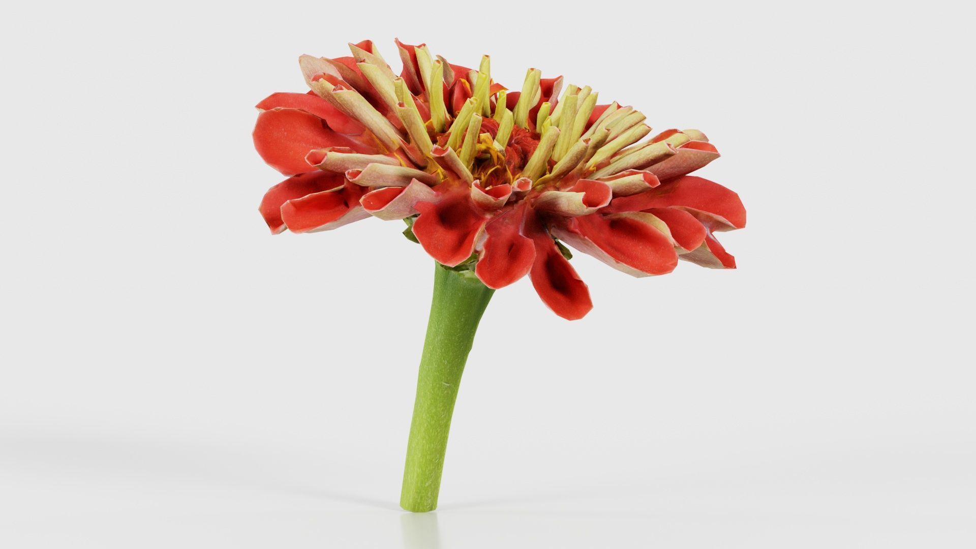 Elegant Zinnia Red Low-poly 3D model_16