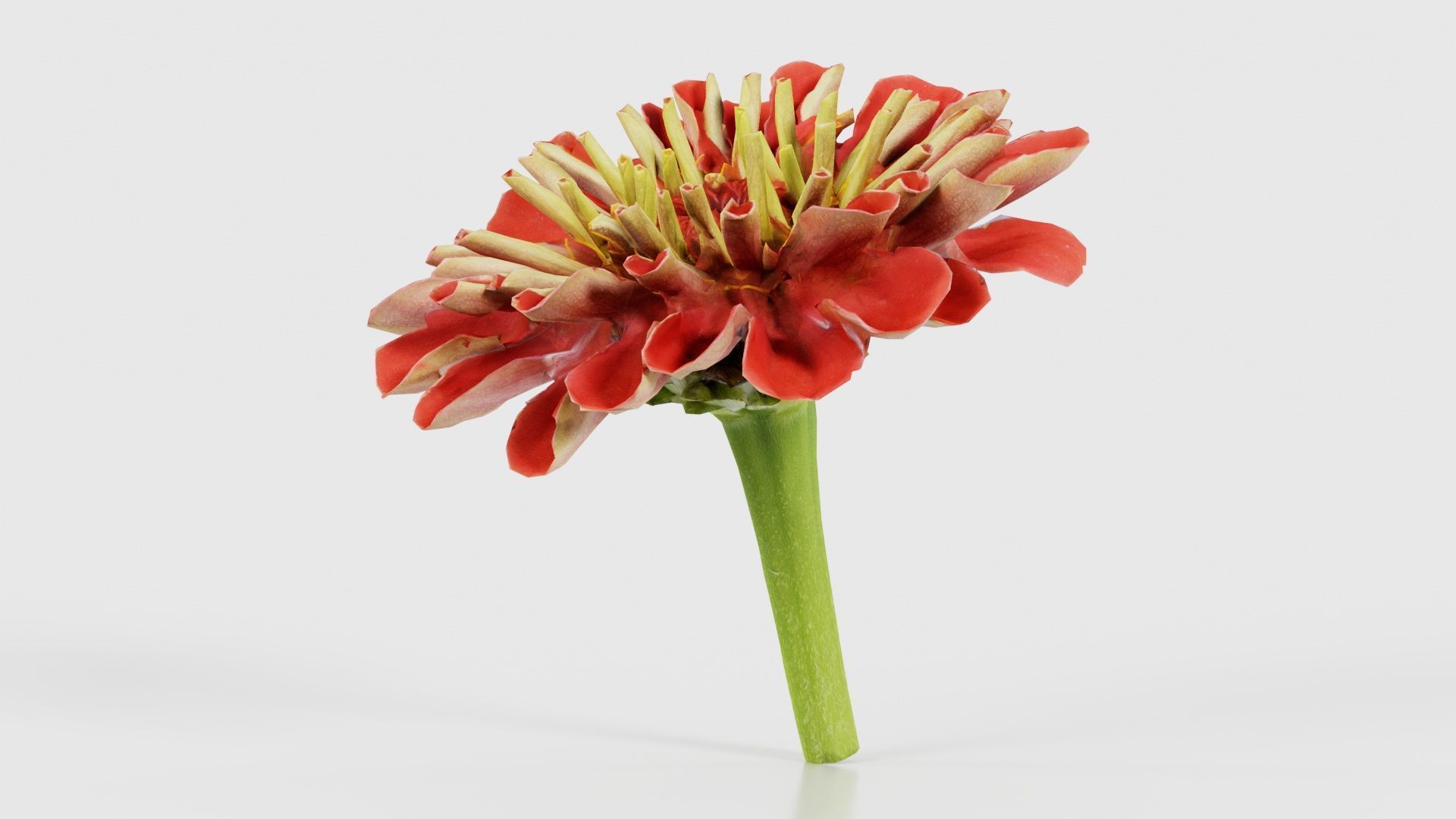 Elegant Zinnia Red Low-poly 3D model_26