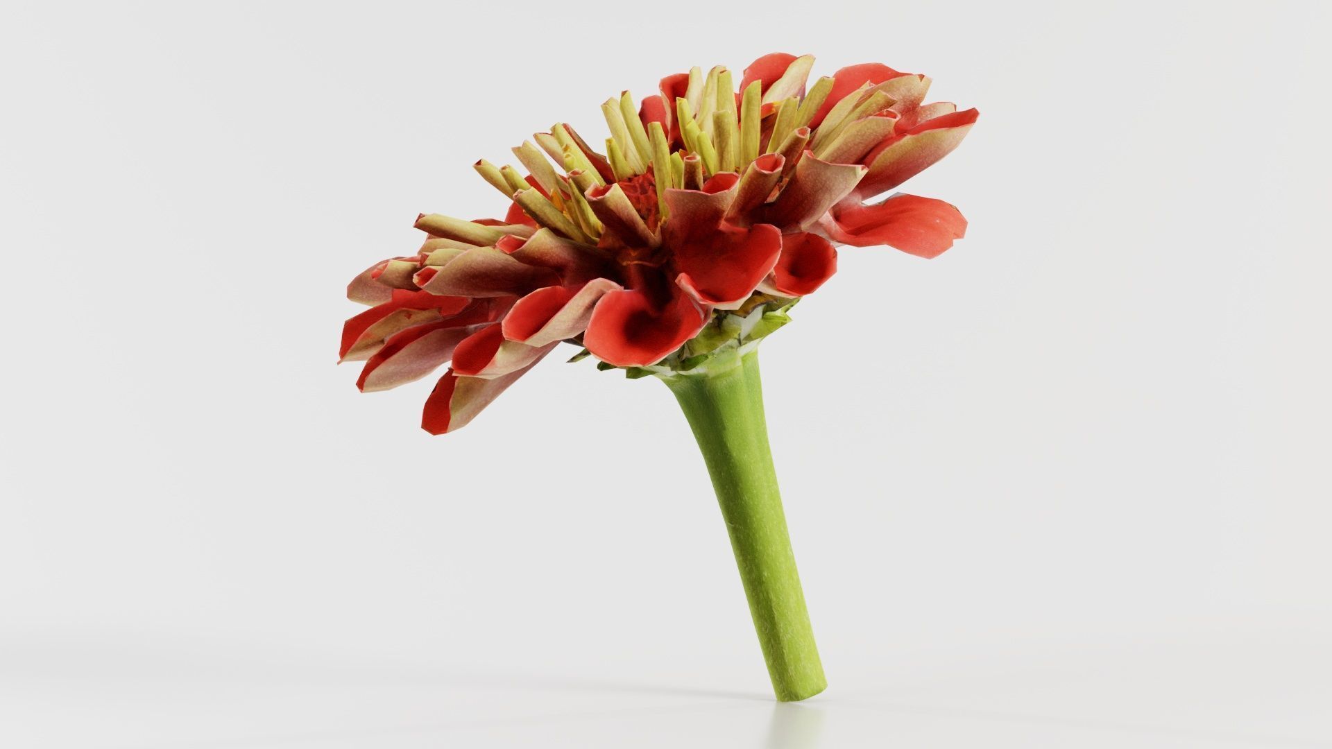 Elegant Zinnia Red Low-poly 3D model_4