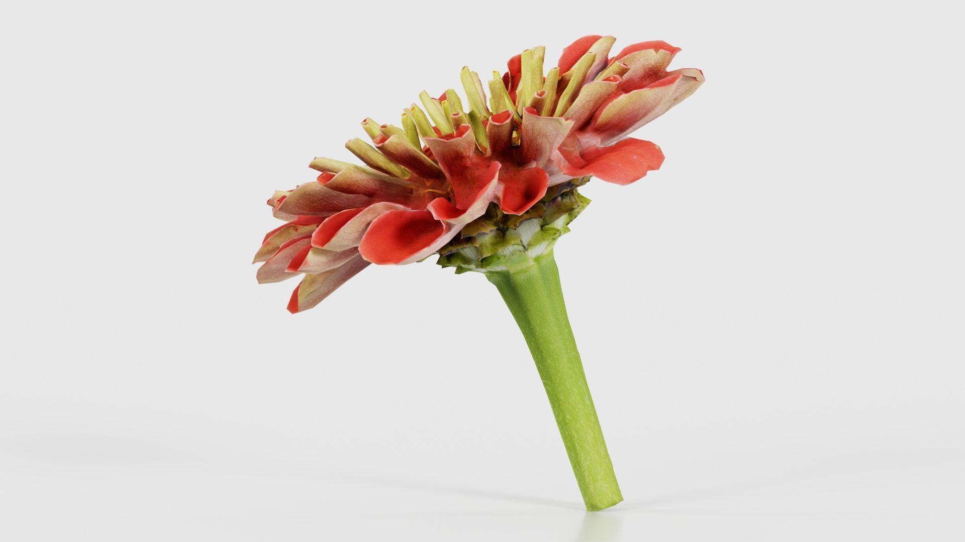 Elegant Zinnia Red Low-poly 3D model_25