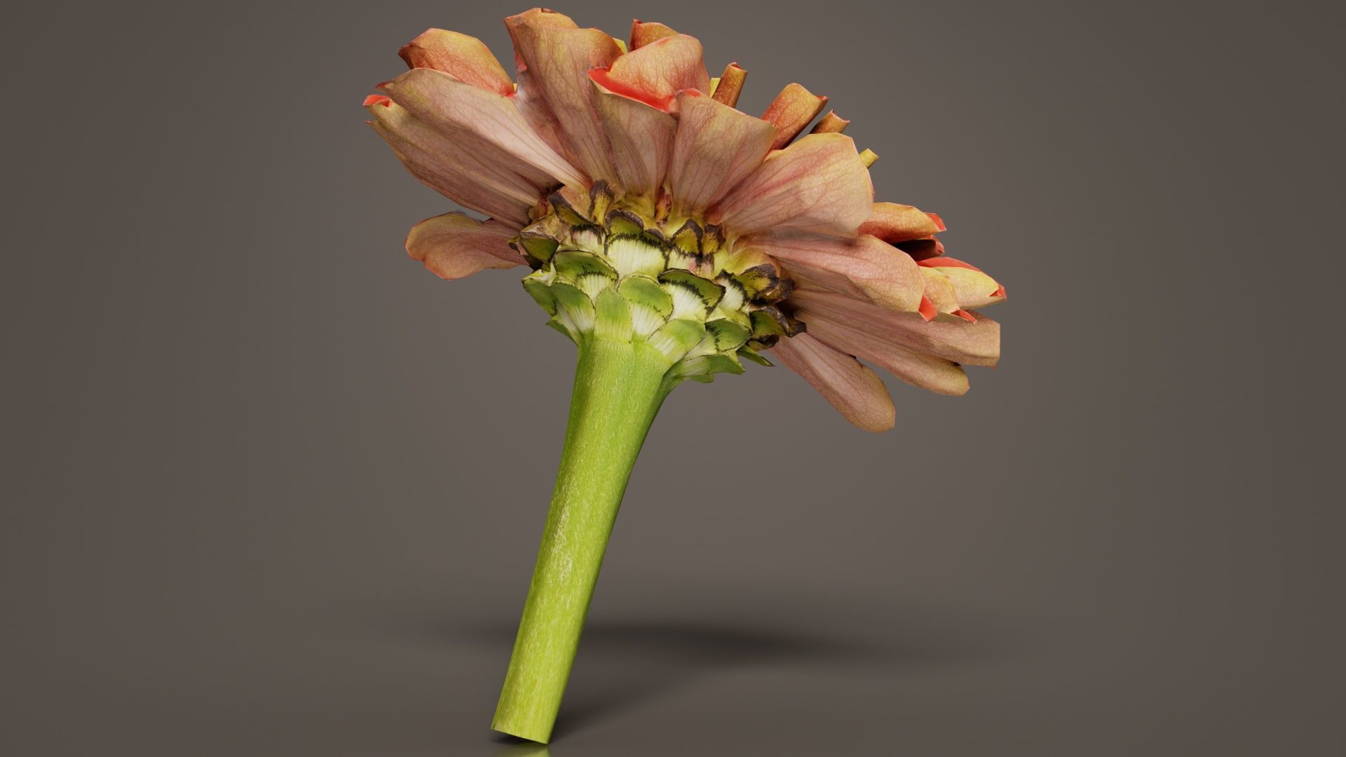 Elegant Zinnia Red Low-poly 3D model_6