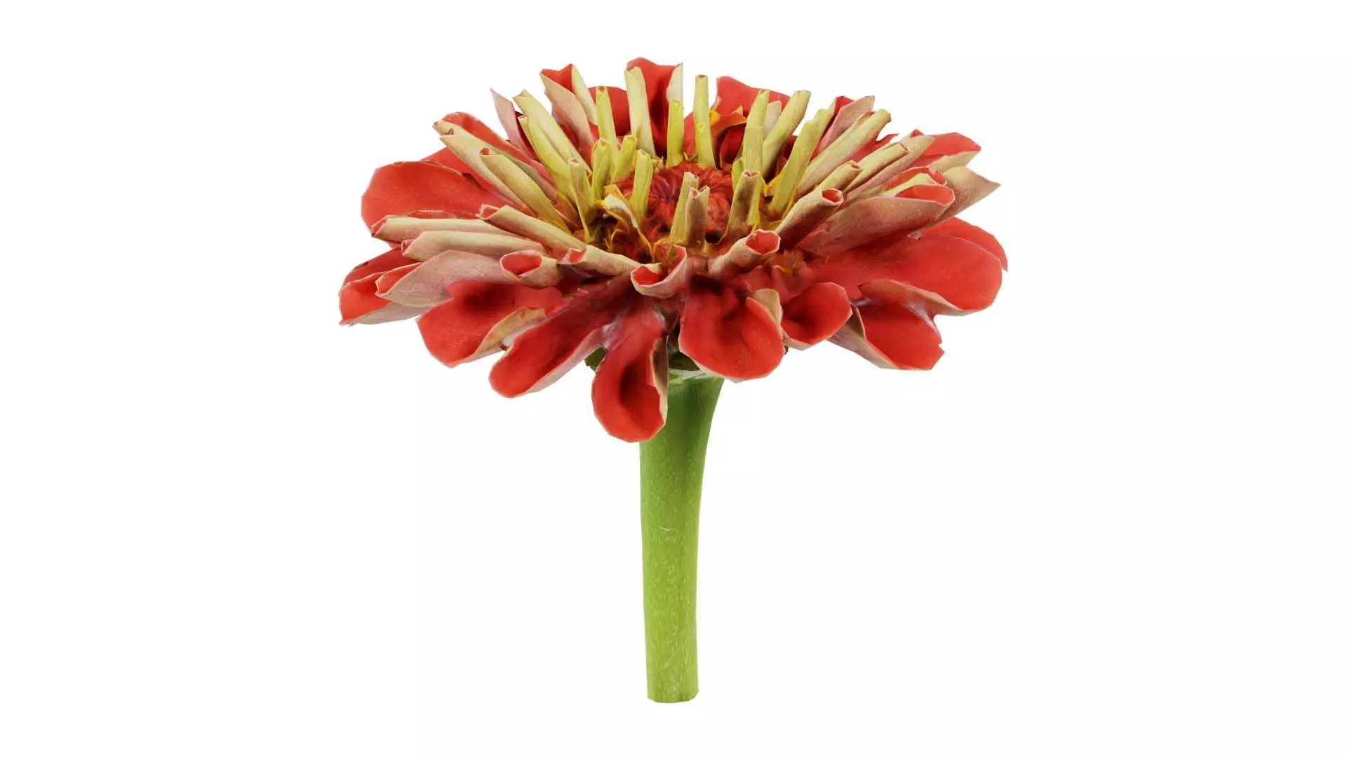 Elegant Zinnia Red Low-poly 3D model_0