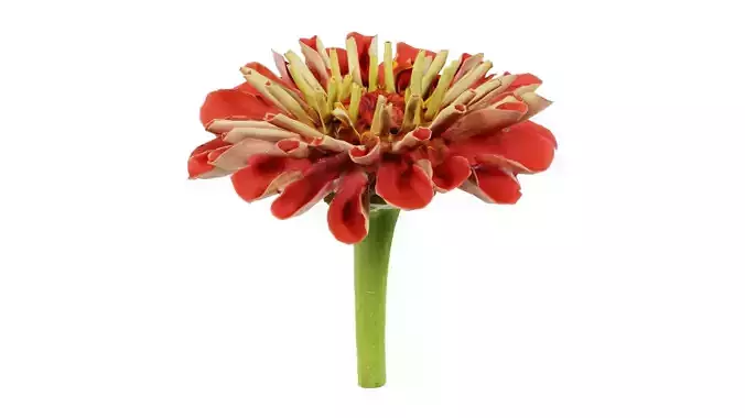 Elegant Zinnia Red