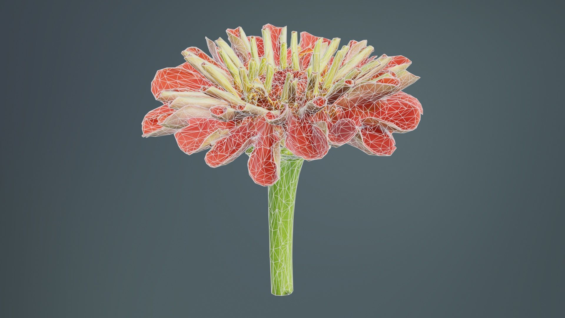 Elegant Zinnia Red Low-poly 3D model_9