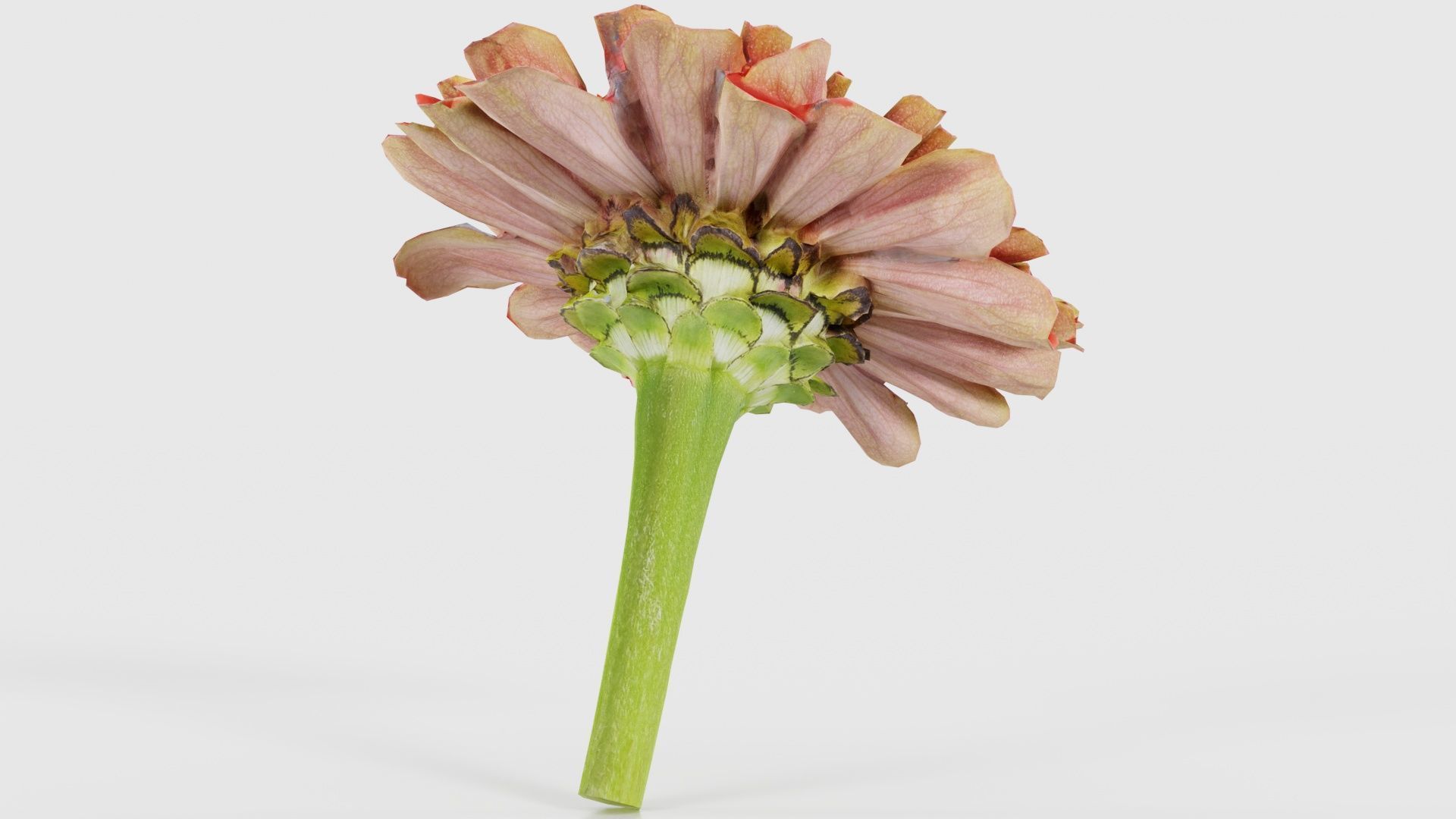 Elegant Zinnia Red Low-poly 3D model_20