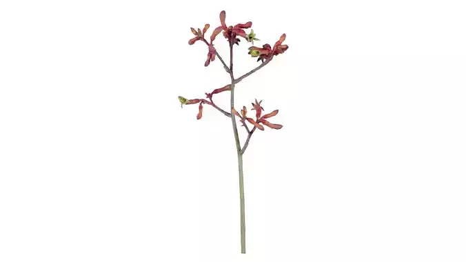Evergreen Kangaroo Paw Australian Sword Lily Anigozanthos Flavidus