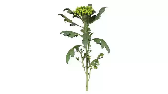 Florists Daisy Garden Mum Chrysanthemum Morifolium Low-poly 3D model