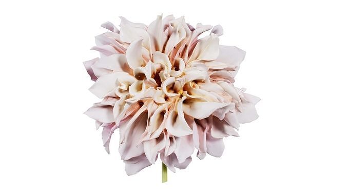 Garden Dahlia Pink Low-poly 3D model