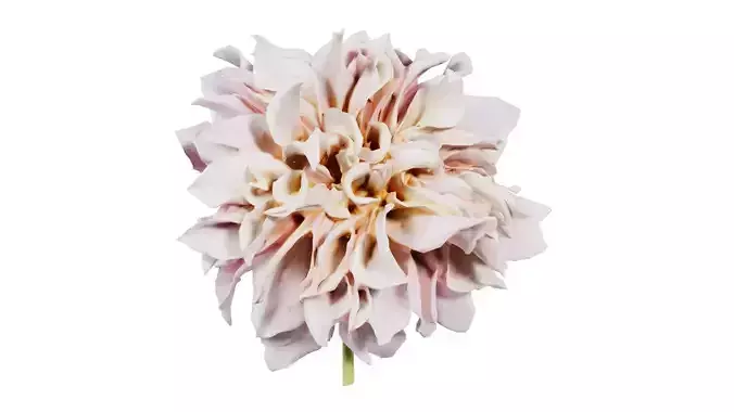 Garden Dahlia Pink
