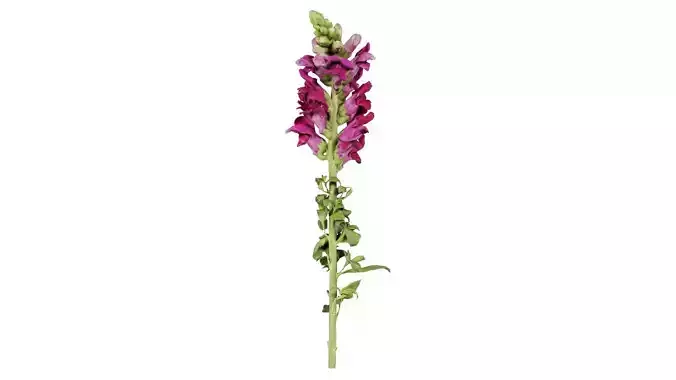 Great Garden Snapdragon Dragon Plant Antirrhinum Majus Low-poly 3D model