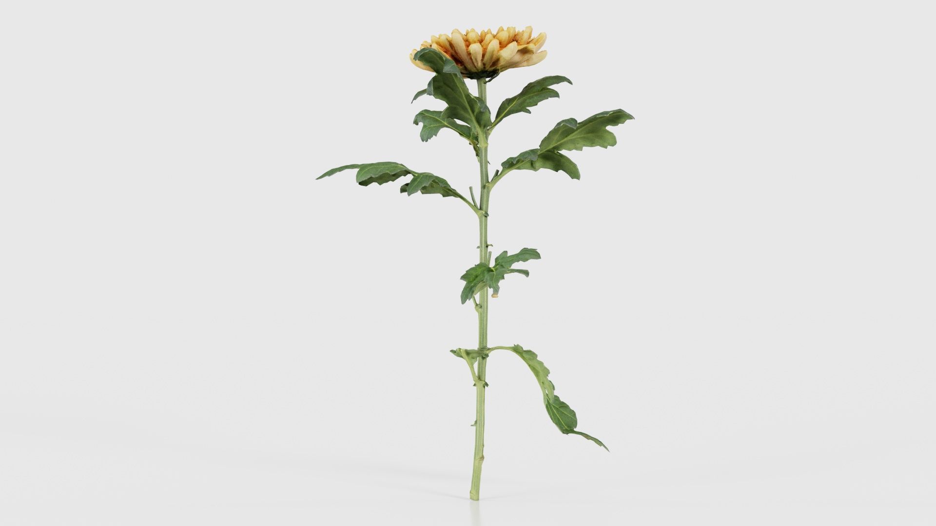 Hardy Garden Mum Chrysanthemum Morifolium Low-poly 3D model_25