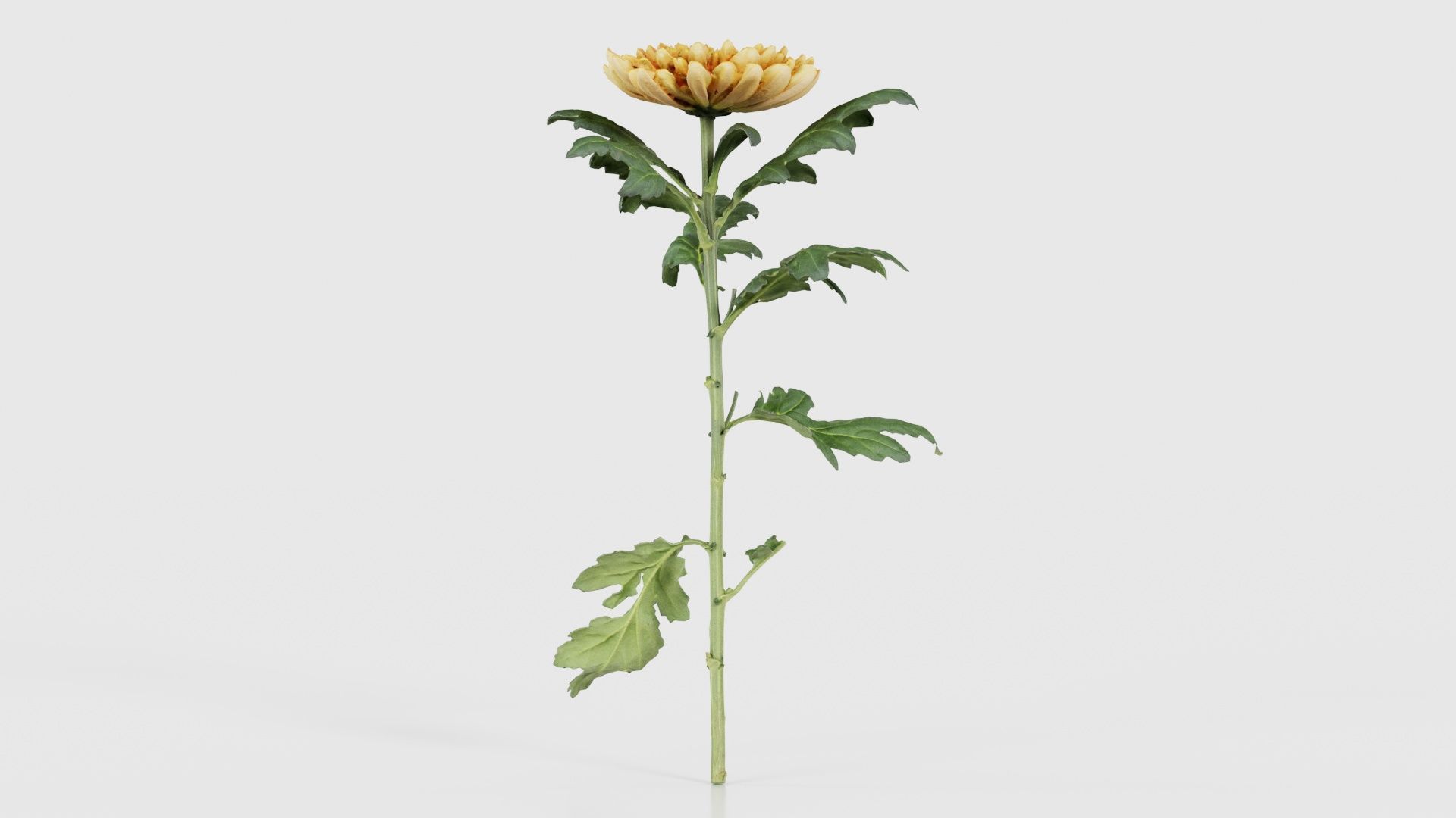 Hardy Garden Mum Chrysanthemum Morifolium Low-poly 3D model_17