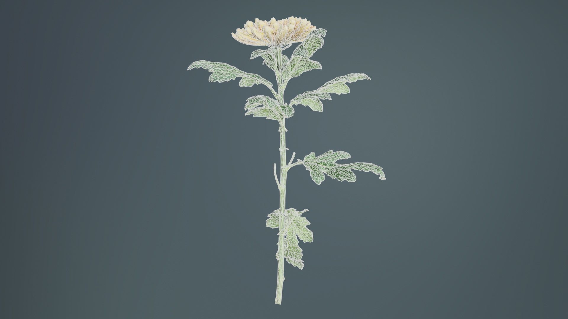 Hardy Garden Mum Chrysanthemum Morifolium Low-poly 3D model_9