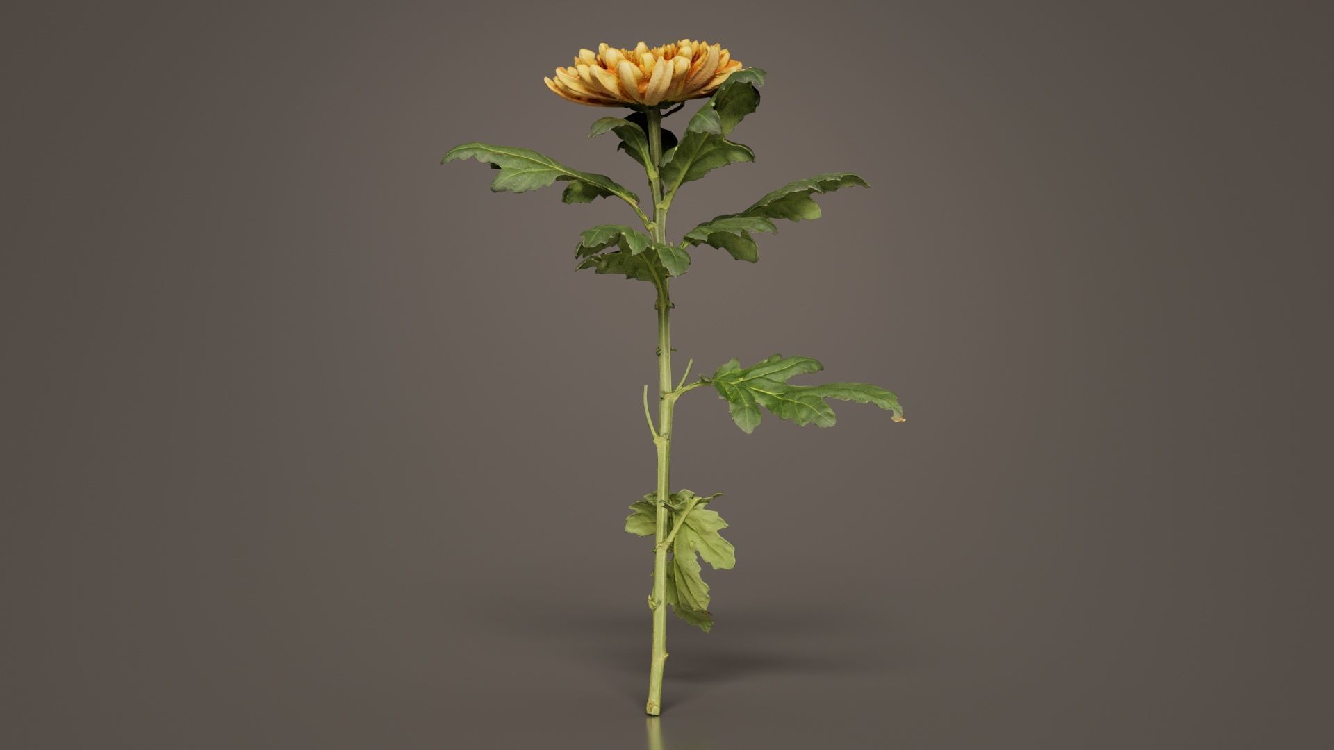 Hardy Garden Mum Chrysanthemum Morifolium Low-poly 3D model_1