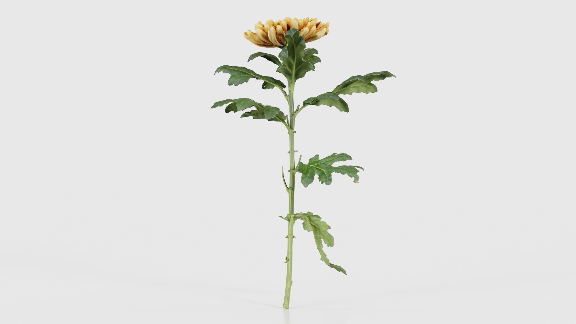 Hardy Garden Mum Chrysanthemum Morifolium Low-poly 3D model_26