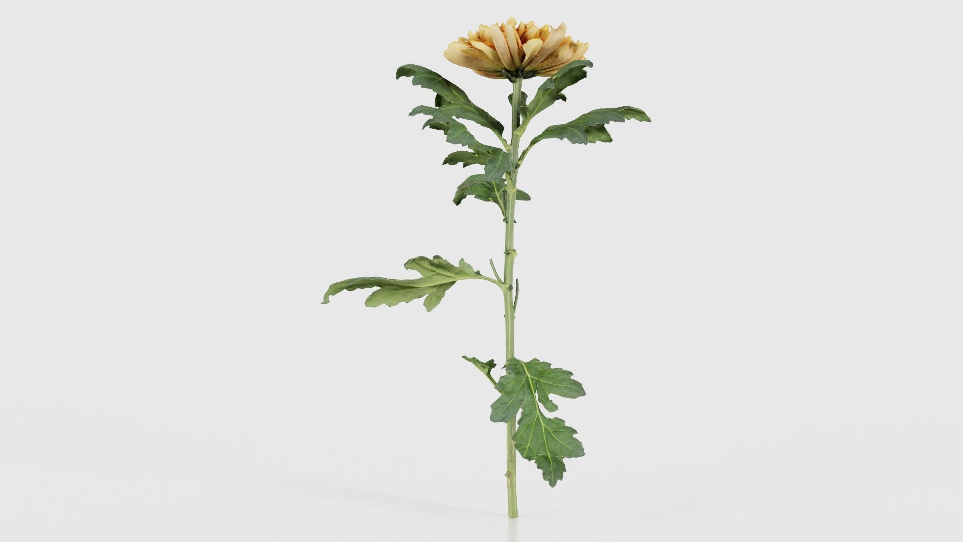 Hardy Garden Mum Chrysanthemum Morifolium Low-poly 3D model_22