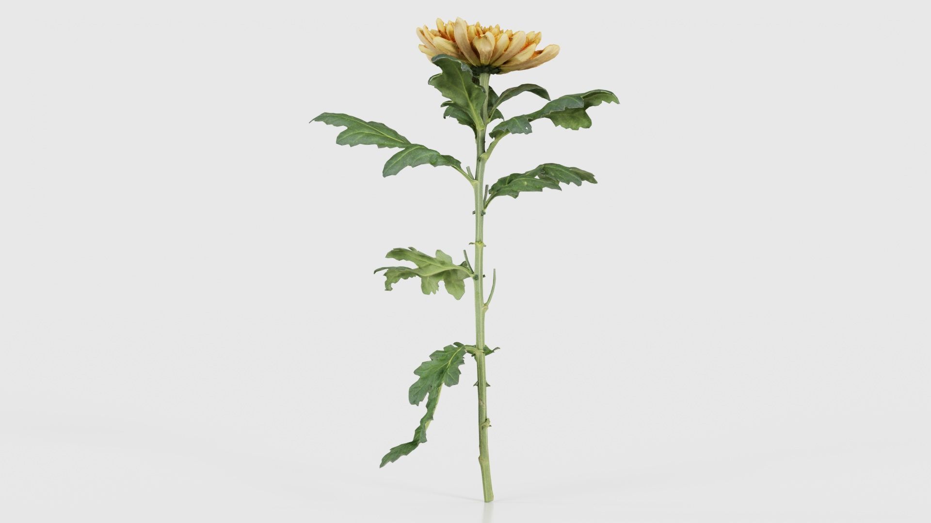 Hardy Garden Mum Chrysanthemum Morifolium Low-poly 3D model_20